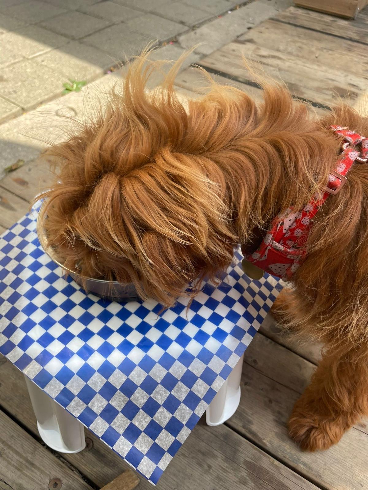 Dog Friendly Restaurants In Toronto ON BringFido   Image NbBNXtb 