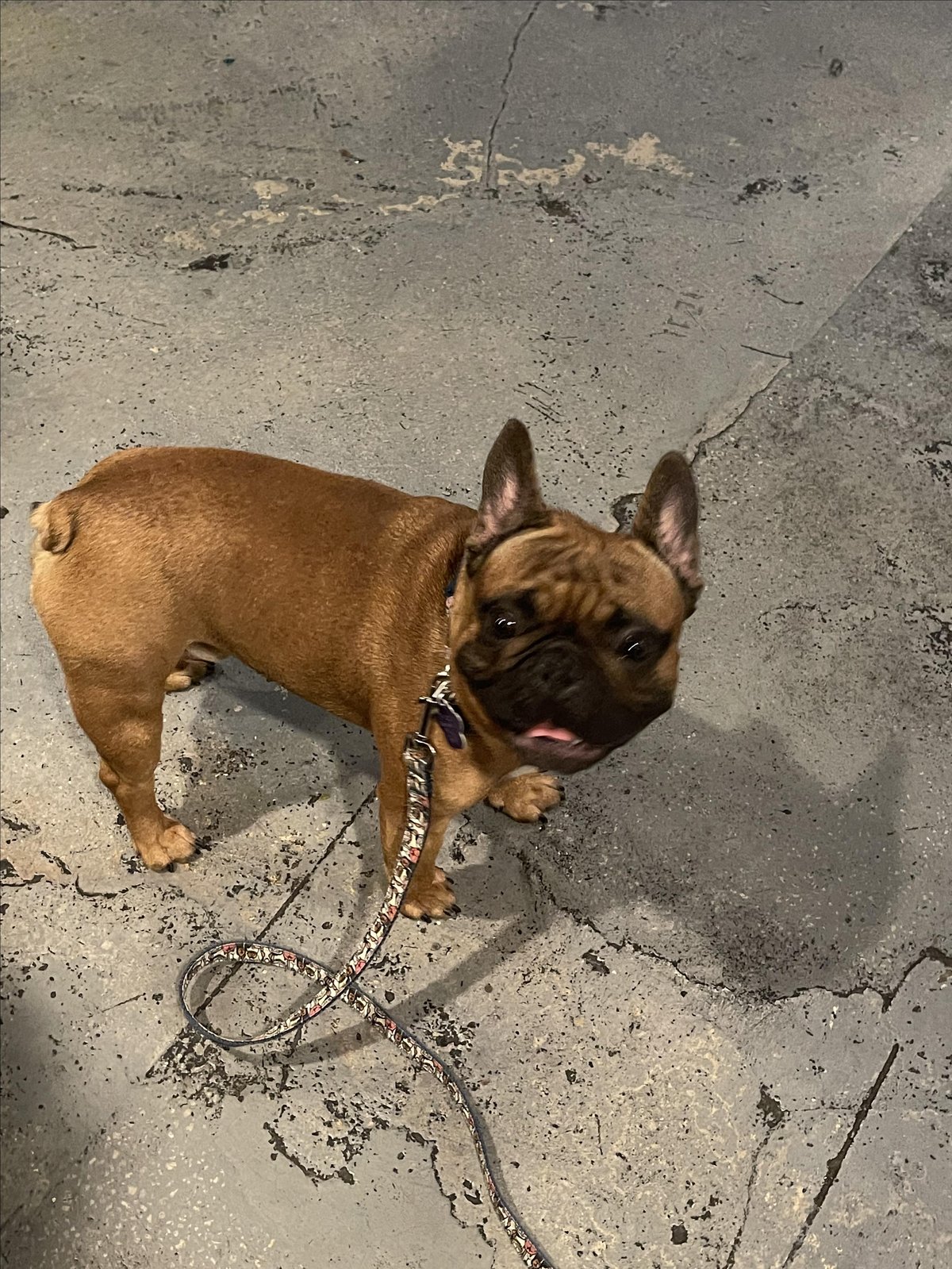 A dog smiles for the camera at Beat Culture Brewery & Kitchen, a dog-friendly venue in Miami, FL.