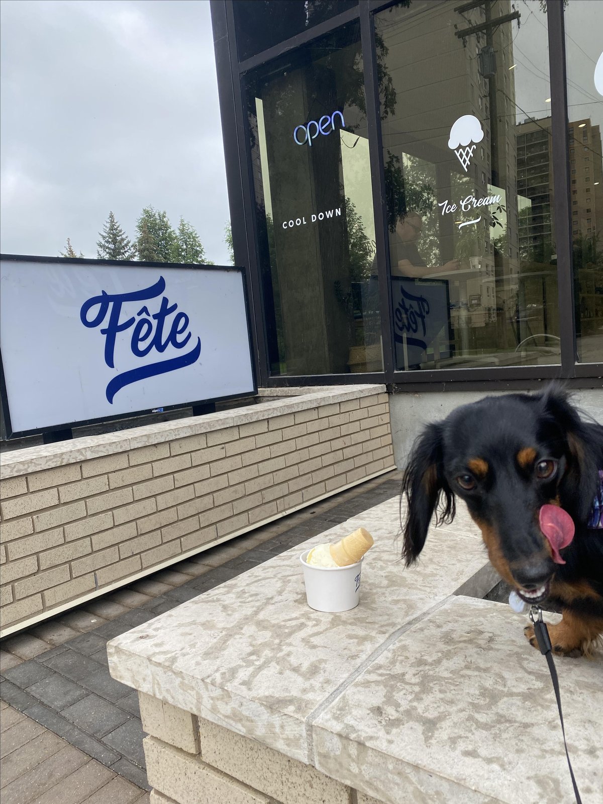 A dog enjoys a sweet treat from Fête Ice Cream and Coffee, a pet-friendly shop in Winnipeg, MB.