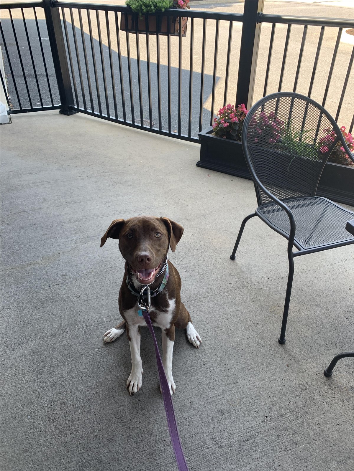 A dog sits on the pet-friendly patio at Little Maria's Pizza & Subs in Verona, VA.