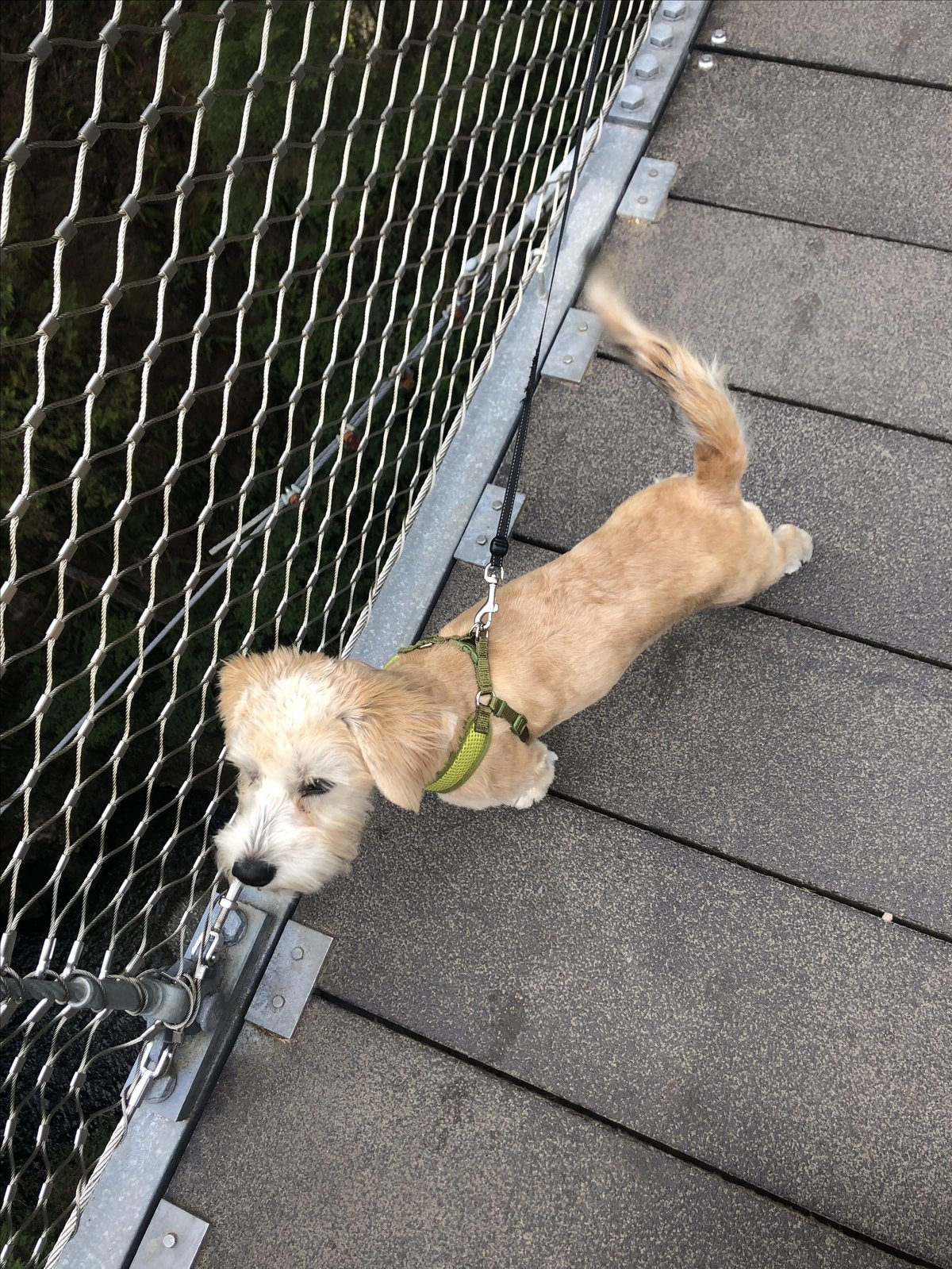 A dog enjoys the view from the dog-friendly Lynn Canyon Suspension Bridge in Vancouver, BC.