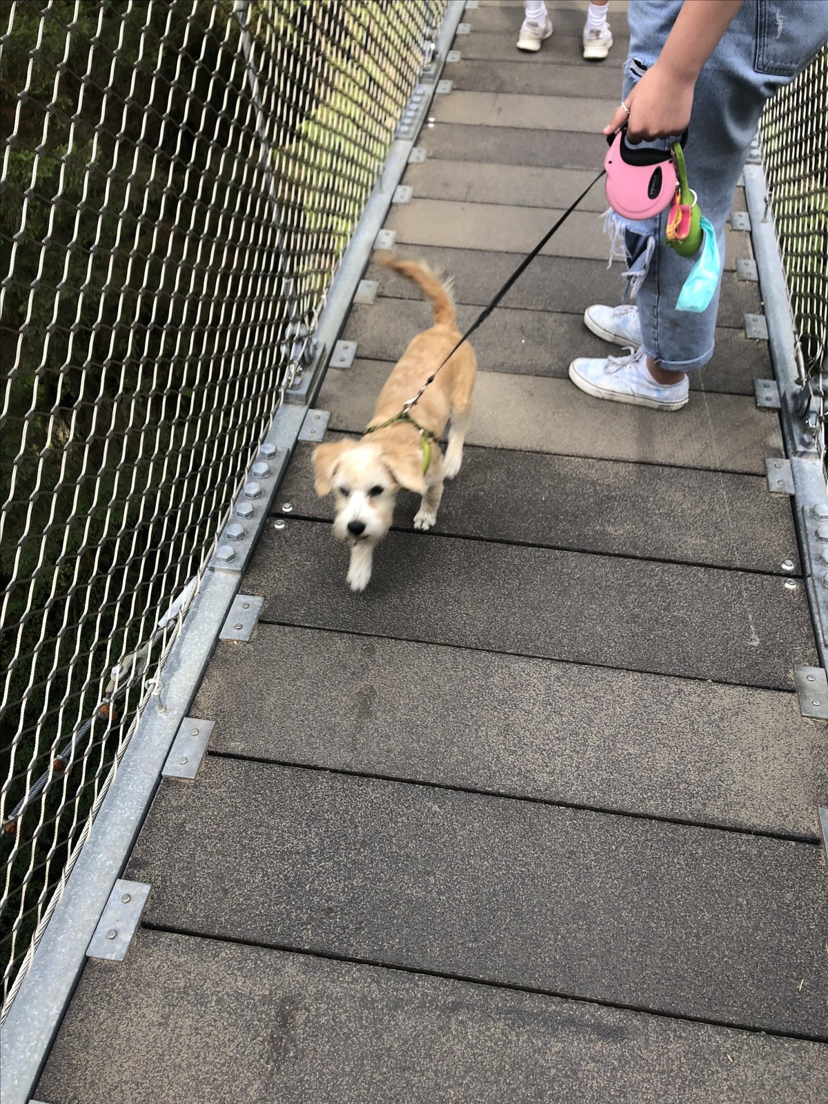 A dog braves the pet-friendly Lynn Canyon Suspension Bridge in Vancouver, BC.