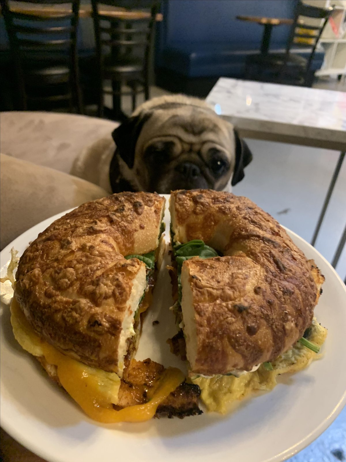 Chai the Pug eyes a bagel at dog-friendly Chai Coffee Co in Yucaipa, CA.