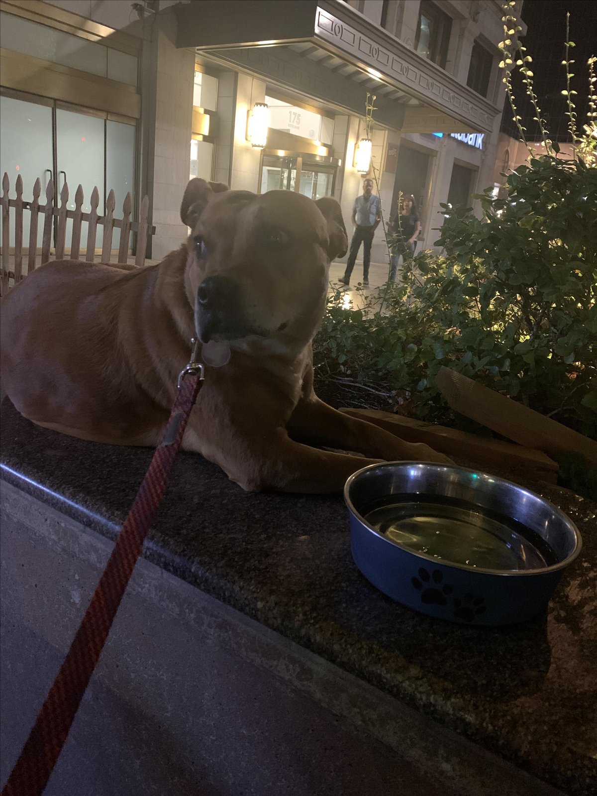 A dog relaxes on the pet-friendly patio at Chettinad House in Salt Lake City, UT.