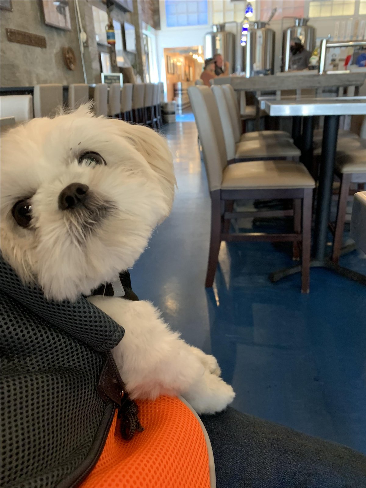 A dog sits at a table at dog-friendly Hoquiam Brewing Co. in Hoquiam, WA.
