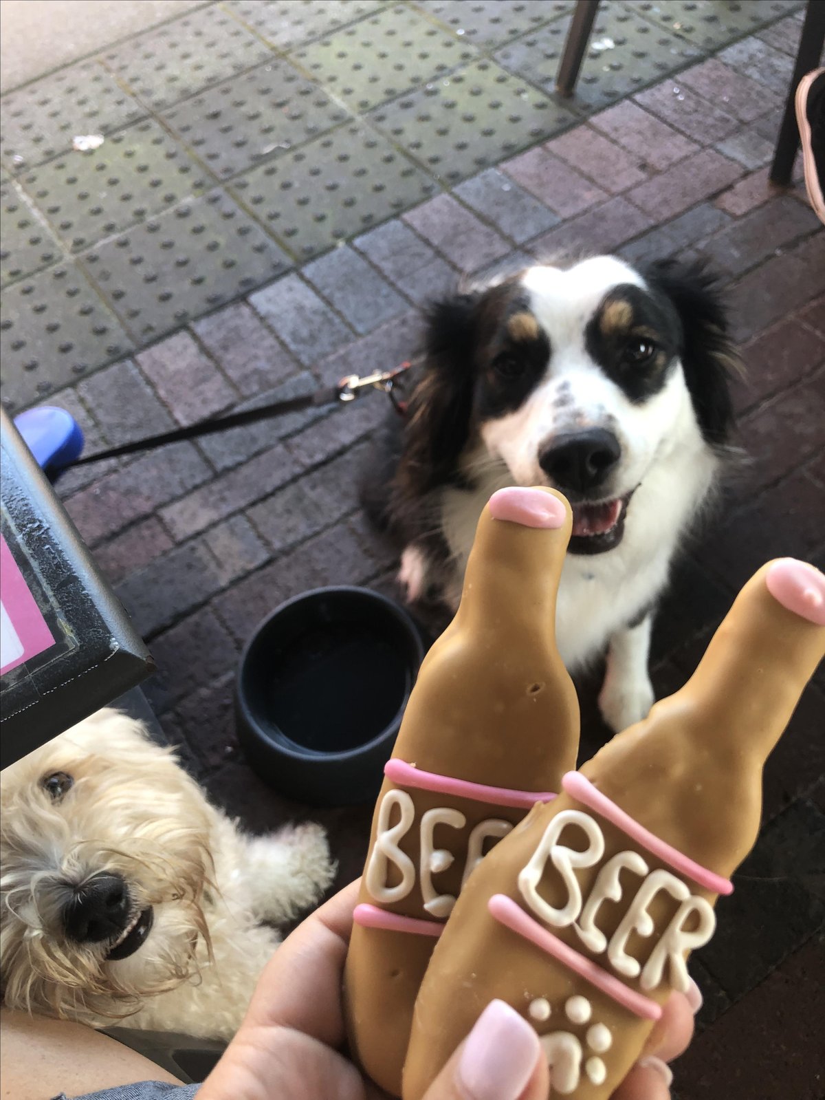 A dog eagerly awaits a treat on the pet-friendly patio at The Pig and The Pearl in Atlanta, GA.