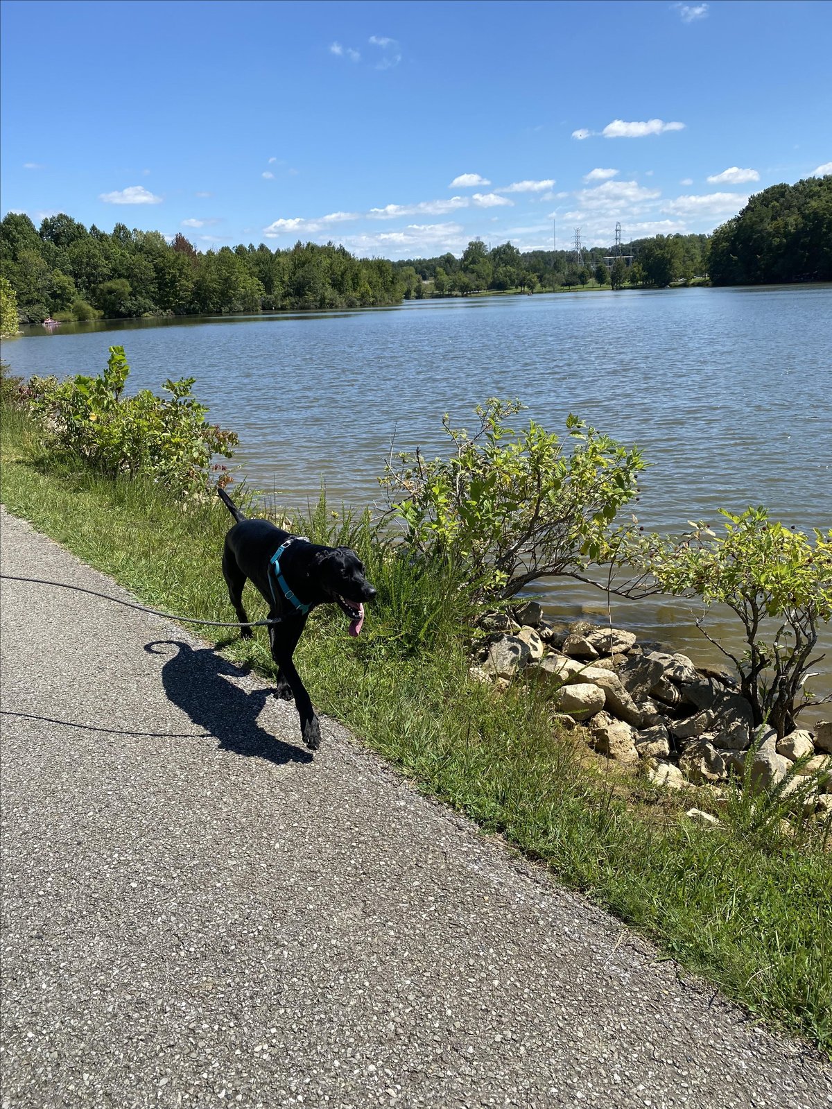 Image of a dog running along the paved trail at Cane Creek Park in Cookeville, TN, a pet-friendly open space. Photo by @CaneCreekParkCookeville.