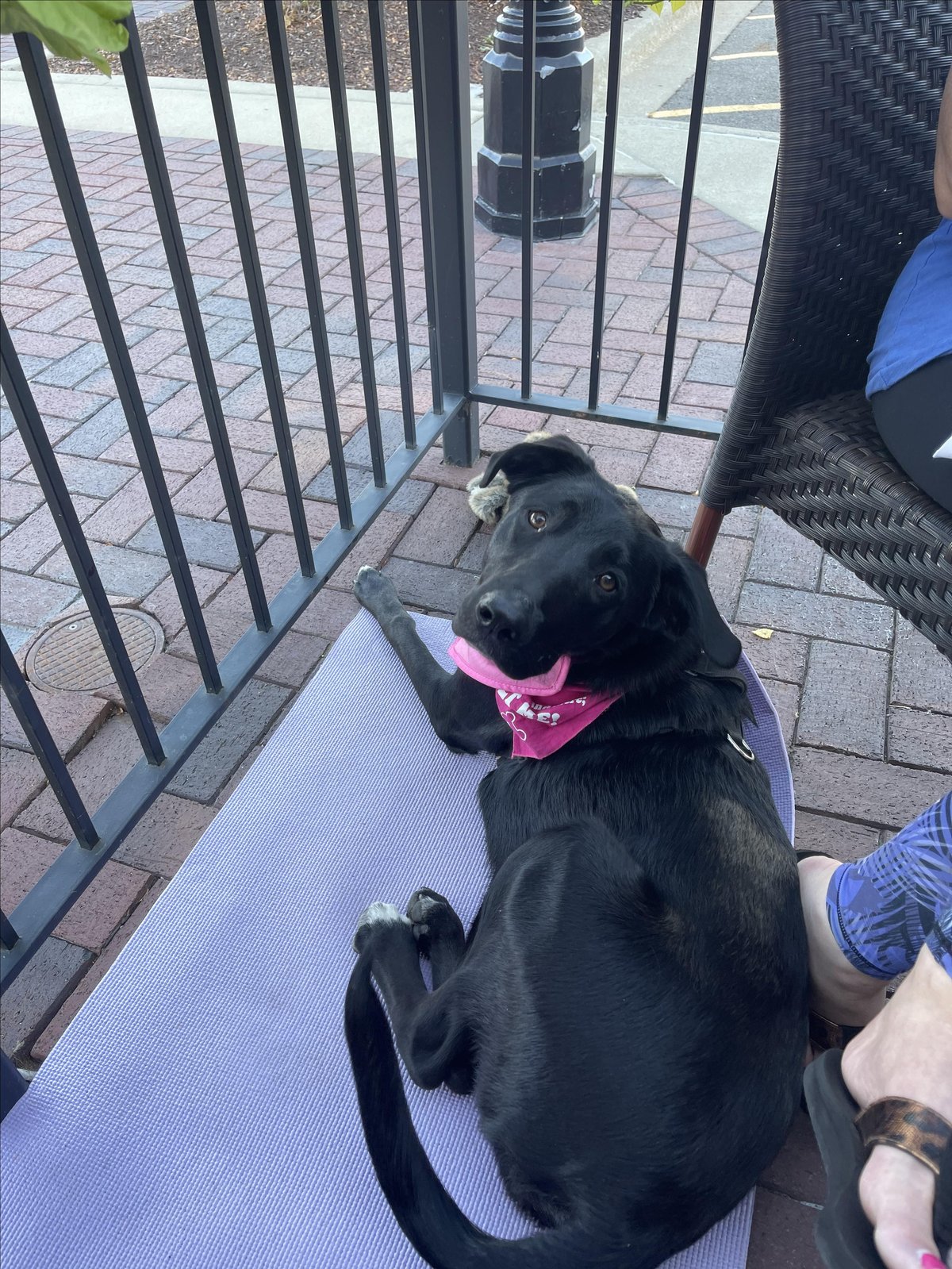 A dog lounges on the pet-friendly patio at Mago Grill & Cantina in South Barrington, IL.