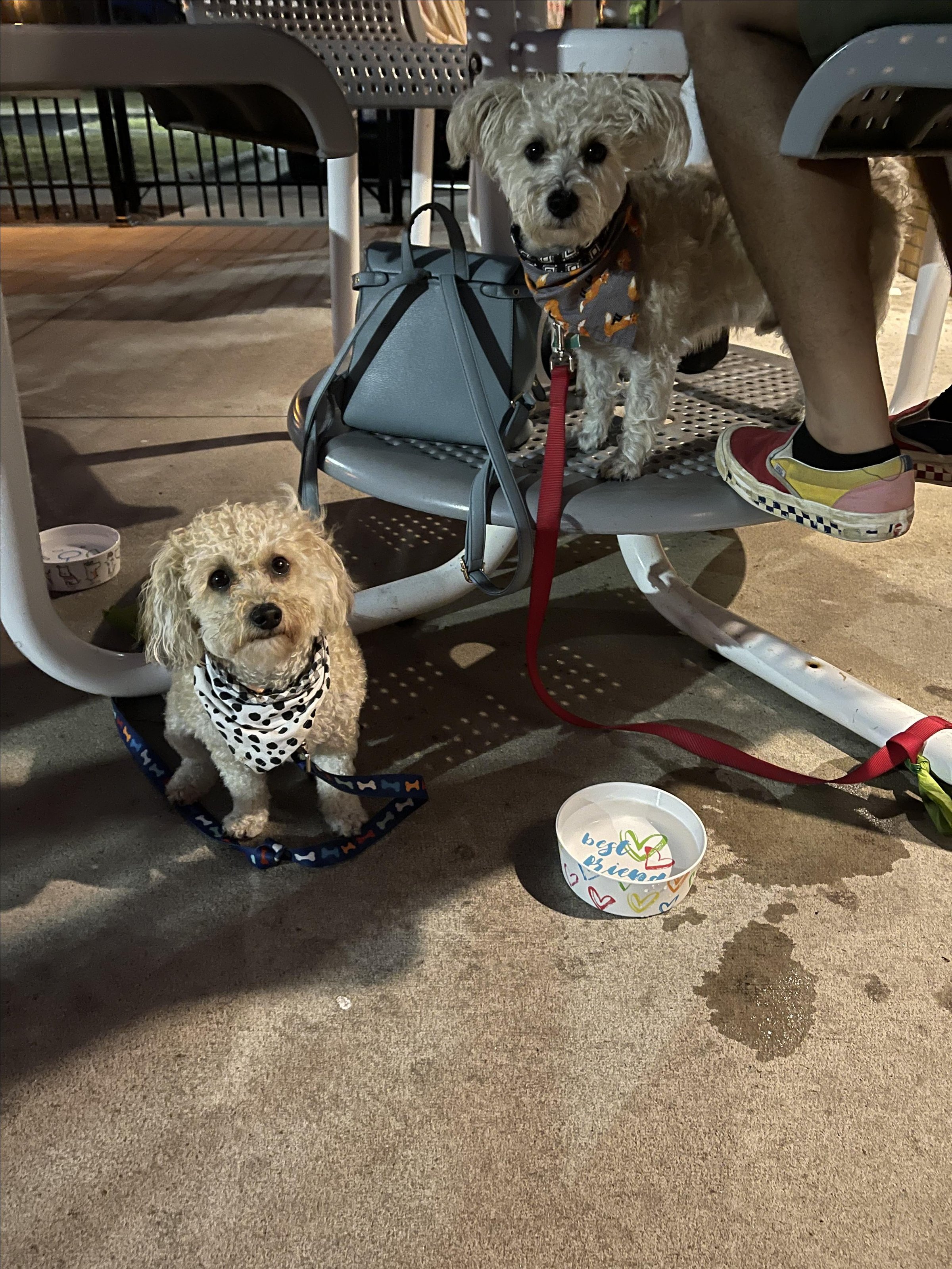 Pet Friendly Off the Wall Tap House