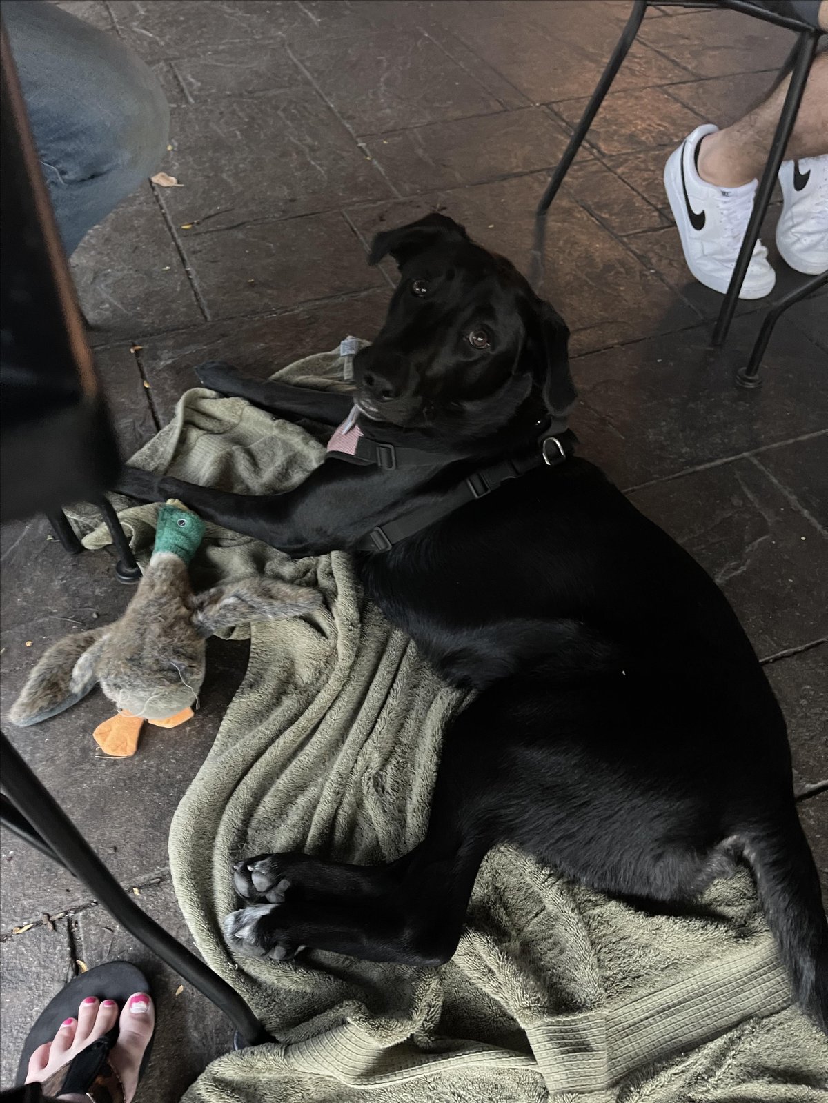 A dog lounges on the pet-friendly patio at Kuma's Corner in Schaumburg, IL.