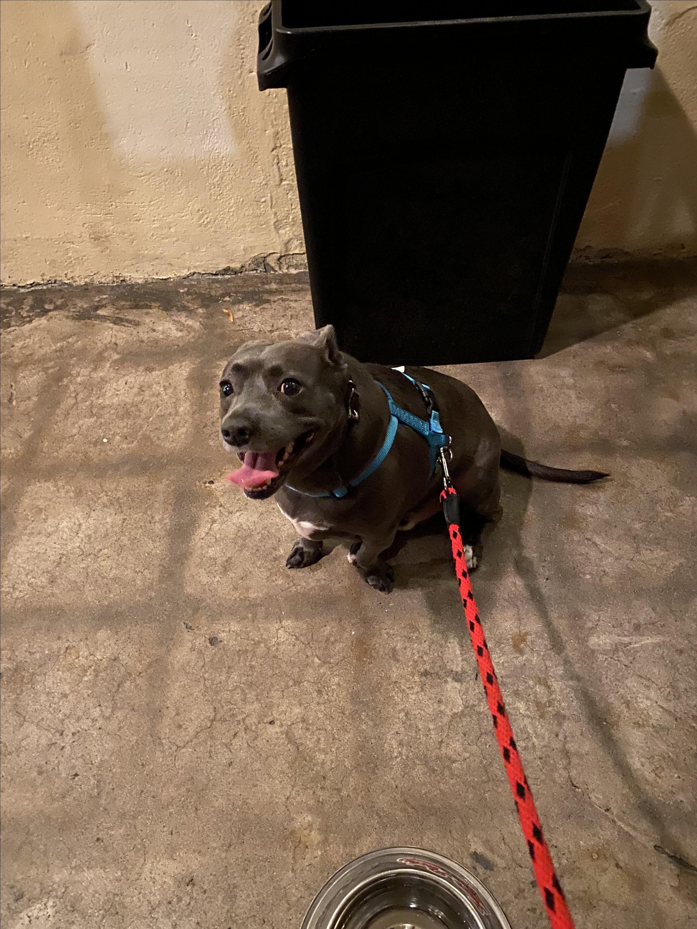 Pet Friendly Four Peaks Brewing Company