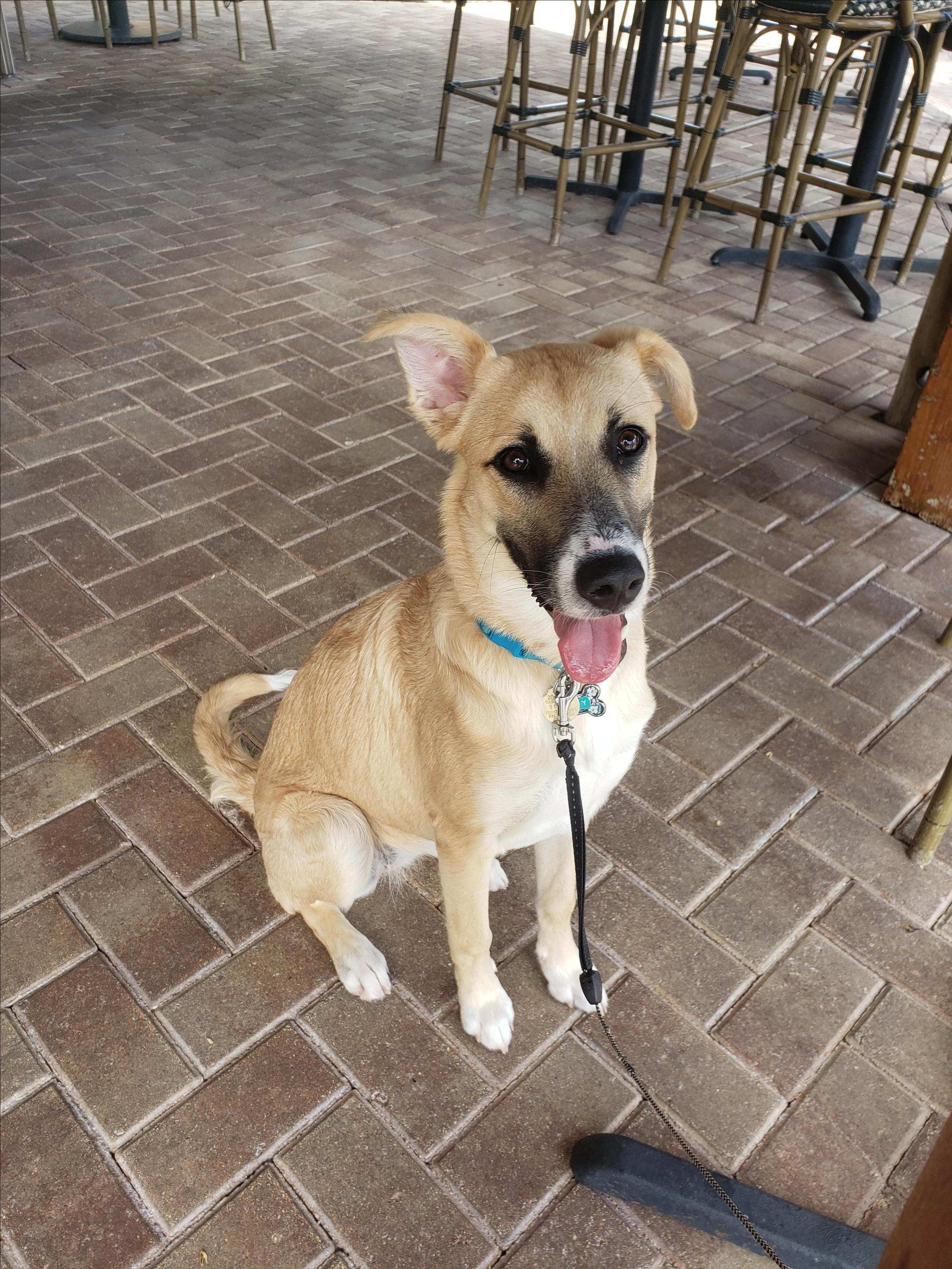 Pet Friendly Frigate's Waterfront Bar & Grill
