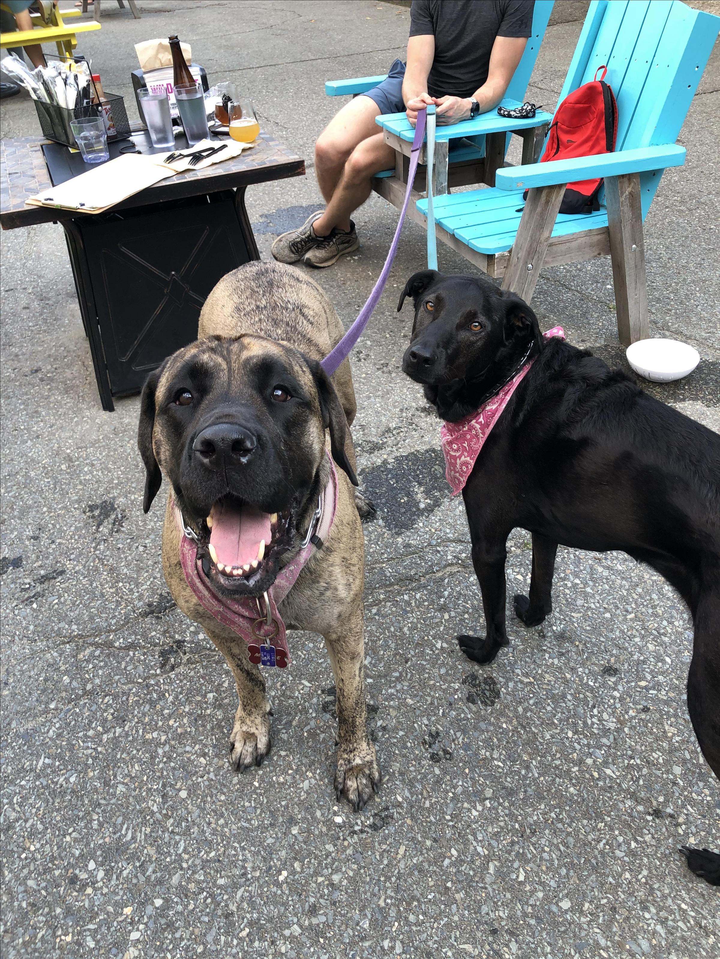 Pet Friendly Orono Brewing Company