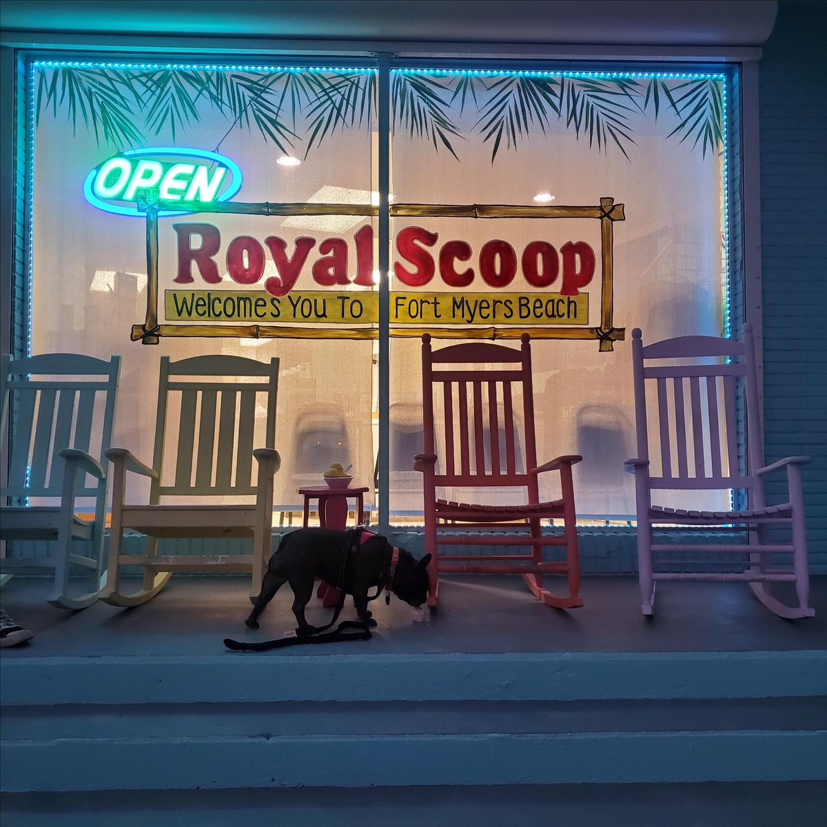A dog enjoys a treat outside Royal Scoop, a pet-friendly ice cream shop in Fort Myers, FL.