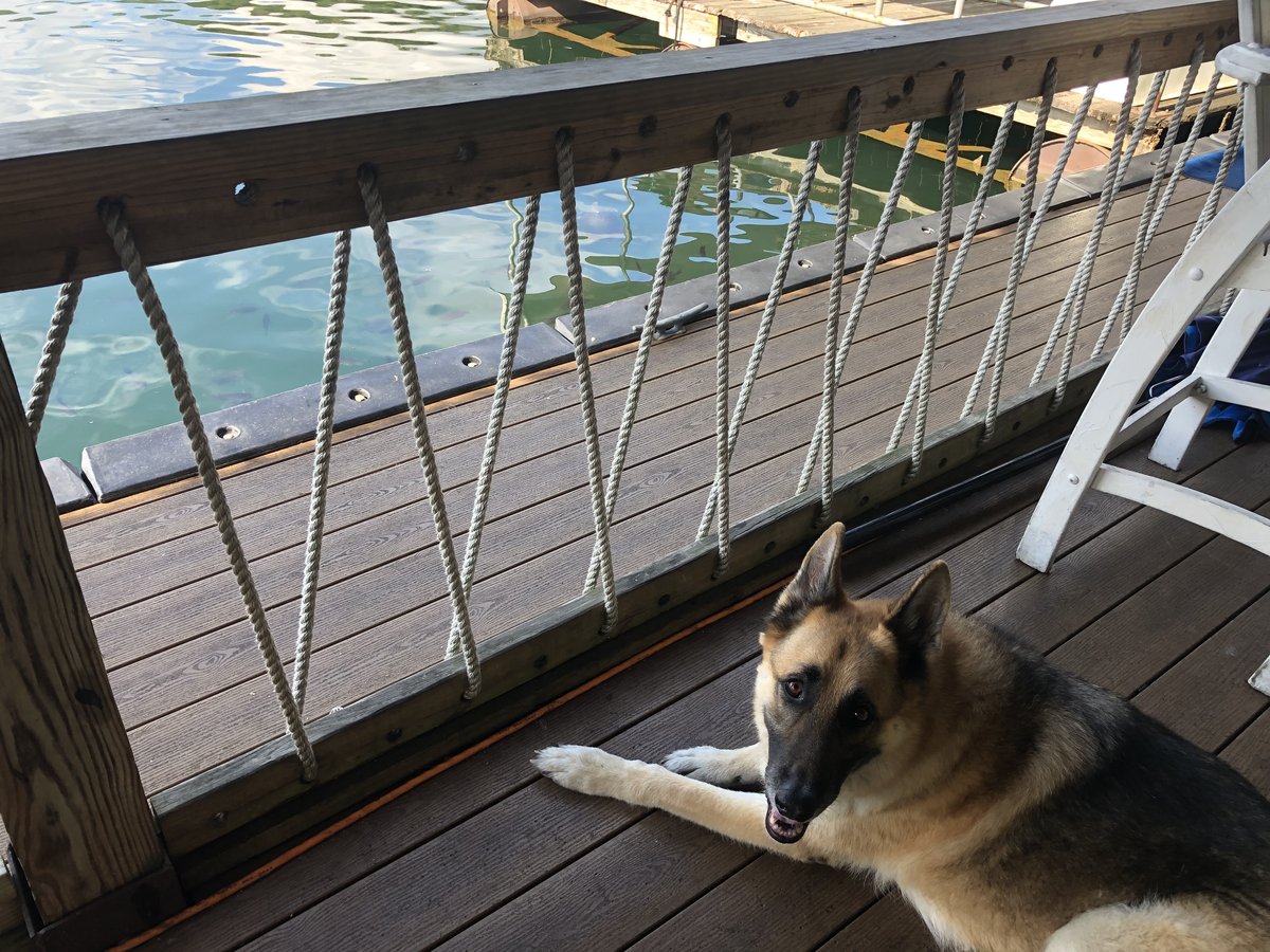 A dog surveys the water at Fishtales, a pet-friendly eatery in Russell Springs, KY.