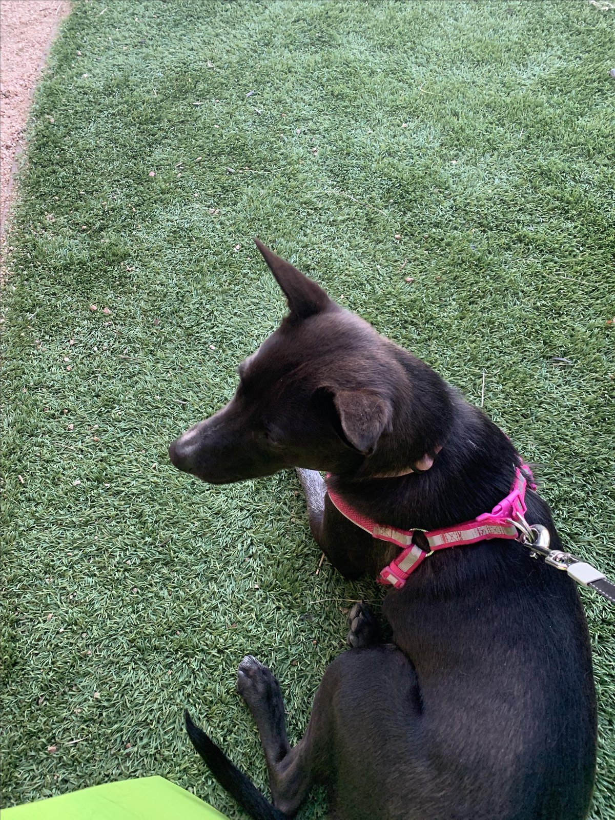A dogs sits on the pet-friendly outdoor seating space for American Revelry, a pet-friendly eatery in Burleson, TX.