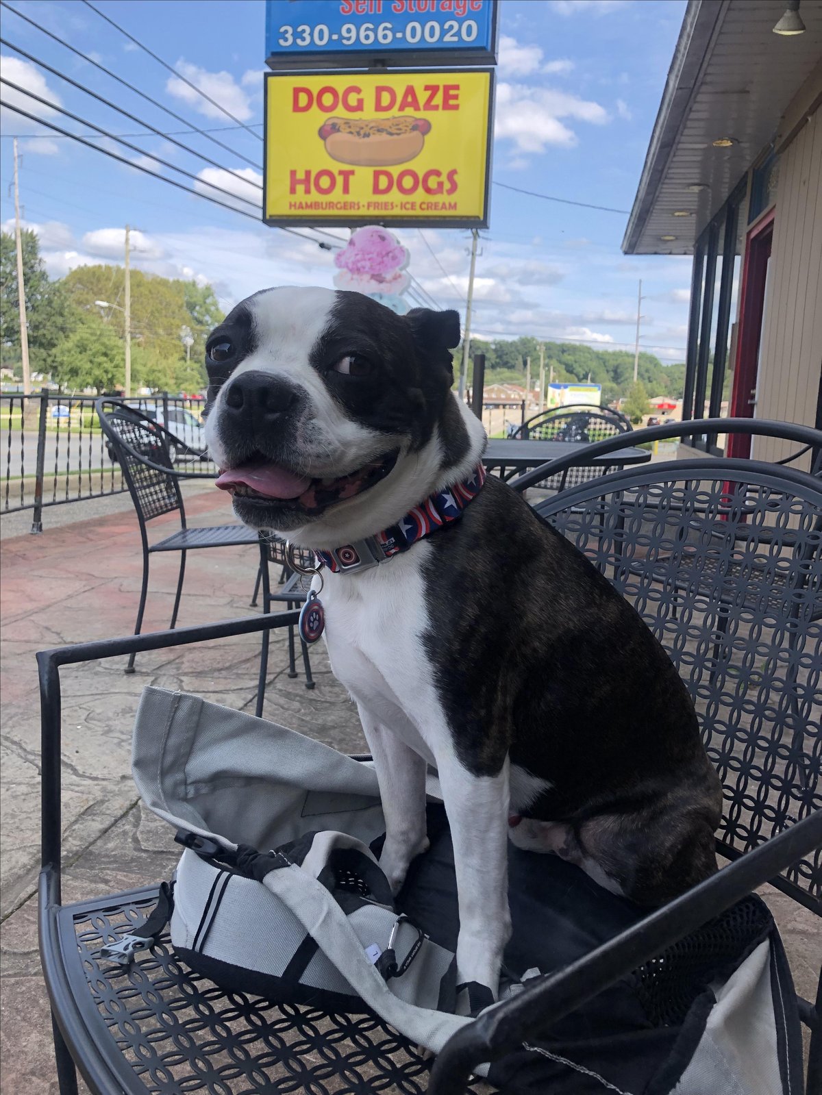 A dog sits at a table on the pet-friendly patio at Dog Daze Gourmet Hot Dogs, located in Canton, OH.