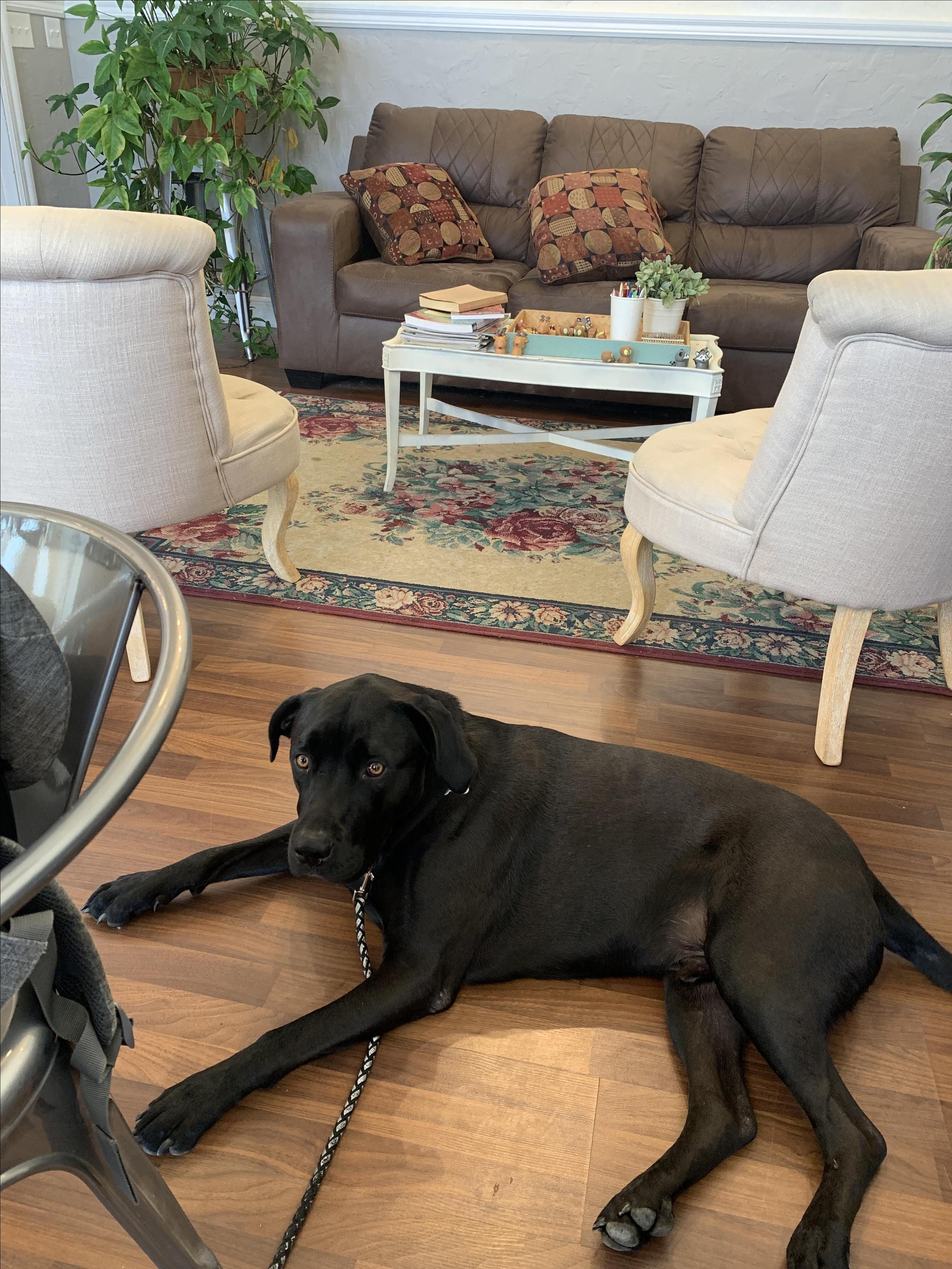 Pet Friendly Melancholy Roasting