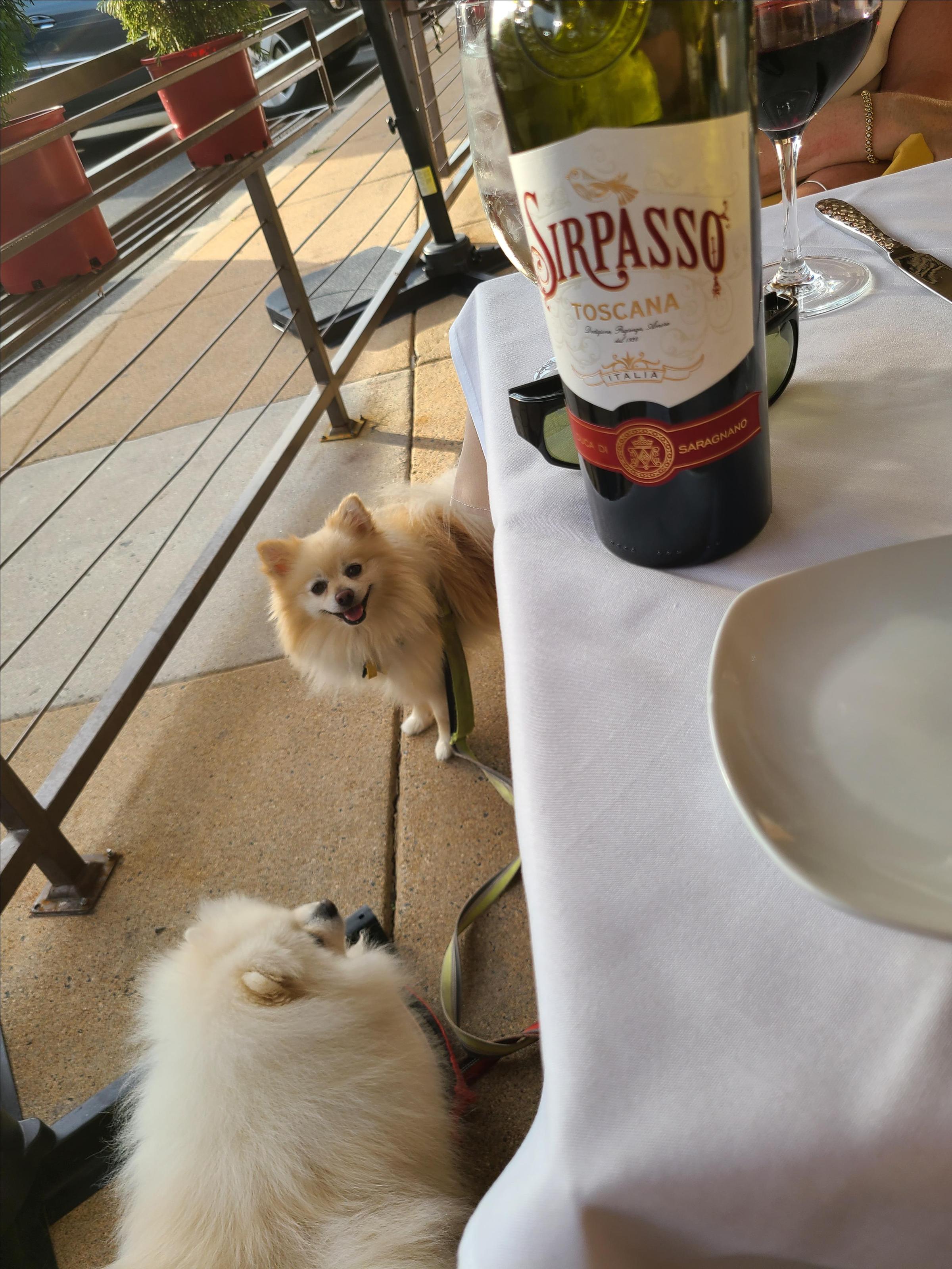 Pet Friendly SEMIFREDDO Italian Cuisine