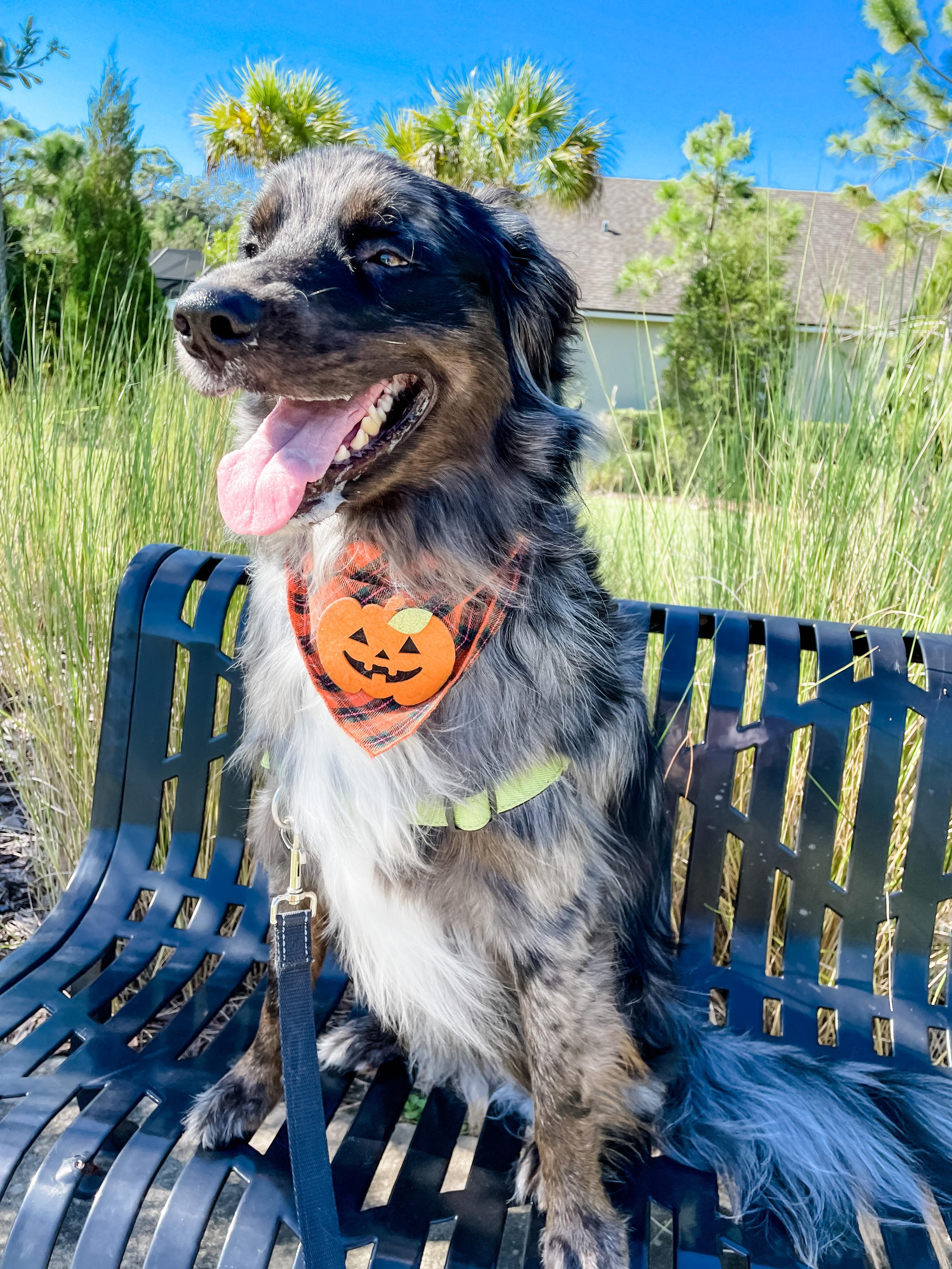 Lakewood Ranch Pet Care