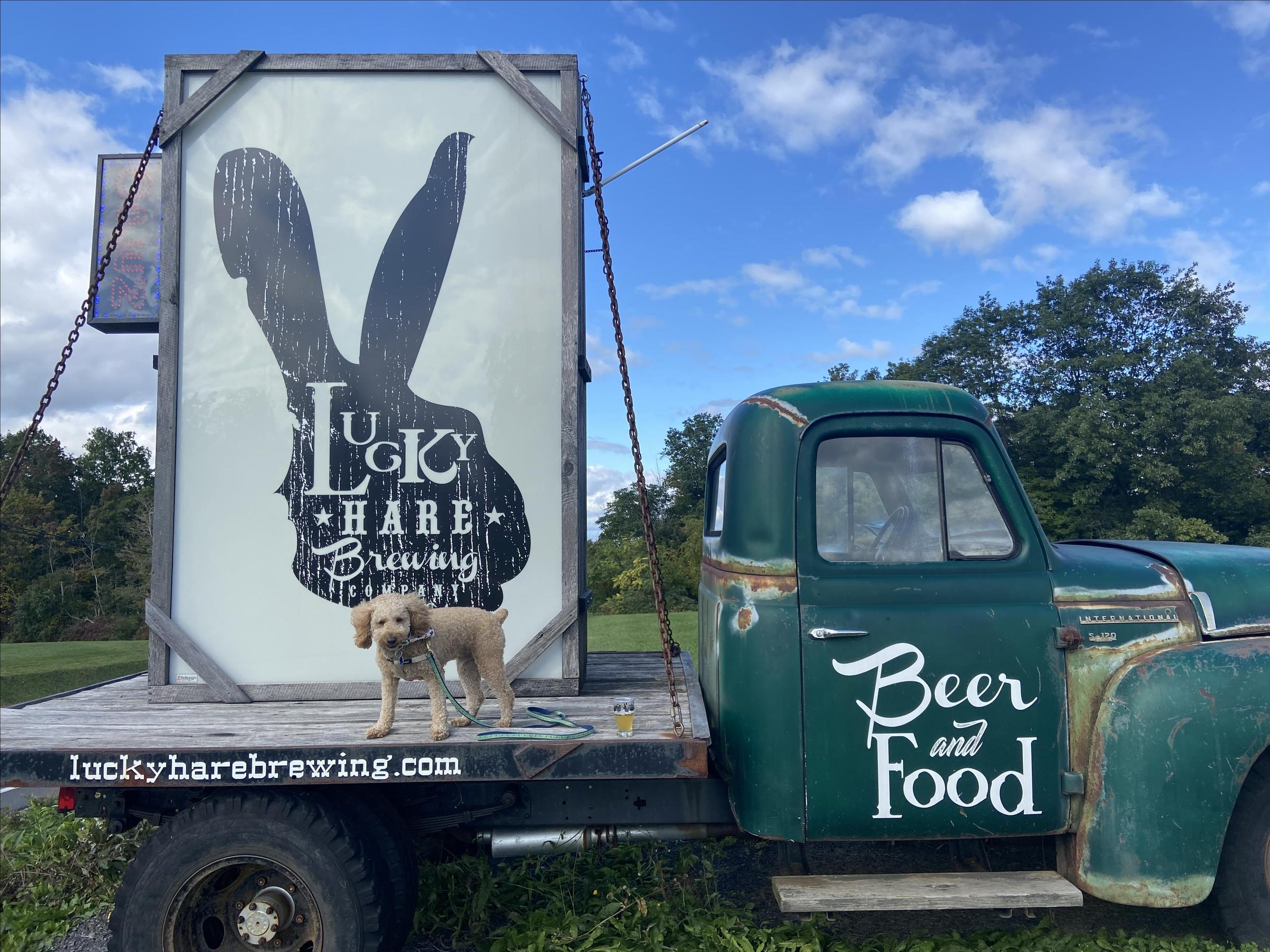 Pet Friendly Lucky Hare Brewing Company