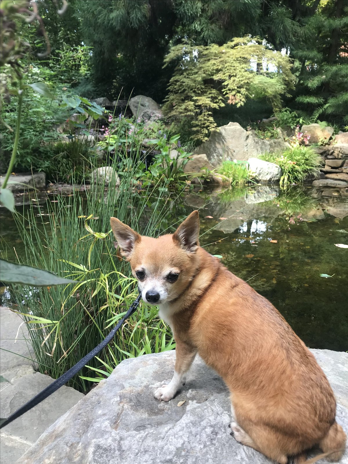 A dog sits next to a pond at UNC Charlotte Botanical Gardens, a pet-friendly outdoor space in Charlotte, NC.