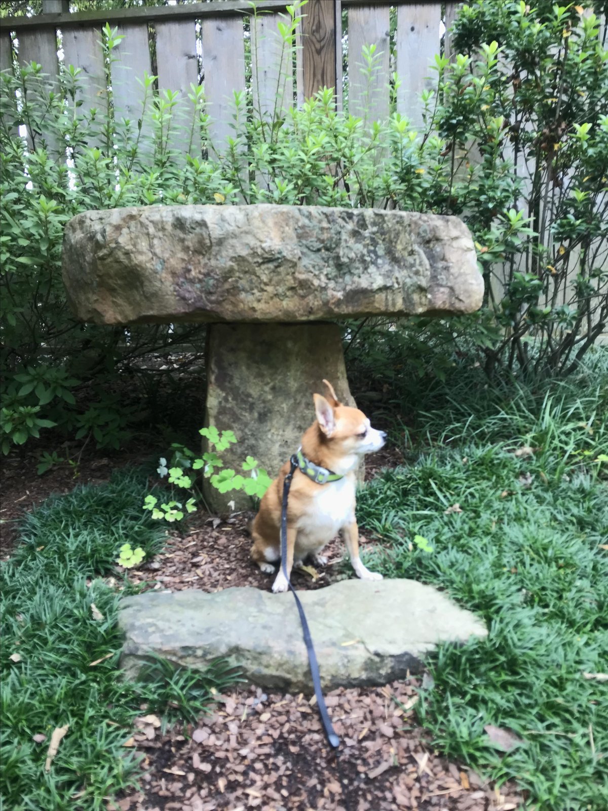 A dog sits next to stone markers at UNC Charlotte Botanical Gardens, a dog-friendly outdoor space in Charlotte, NC.