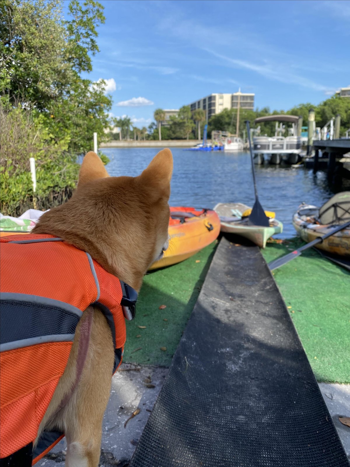 A dog in a life vest prepares for an adventure on the water with dog-friendly Chadillac Adventures in Clearwater, FL.