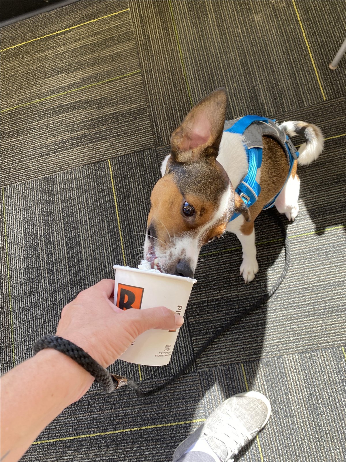 Dog-friendly Biggby Coffee in Ann Arbor, MI offers Pup Cups for canine visitors.