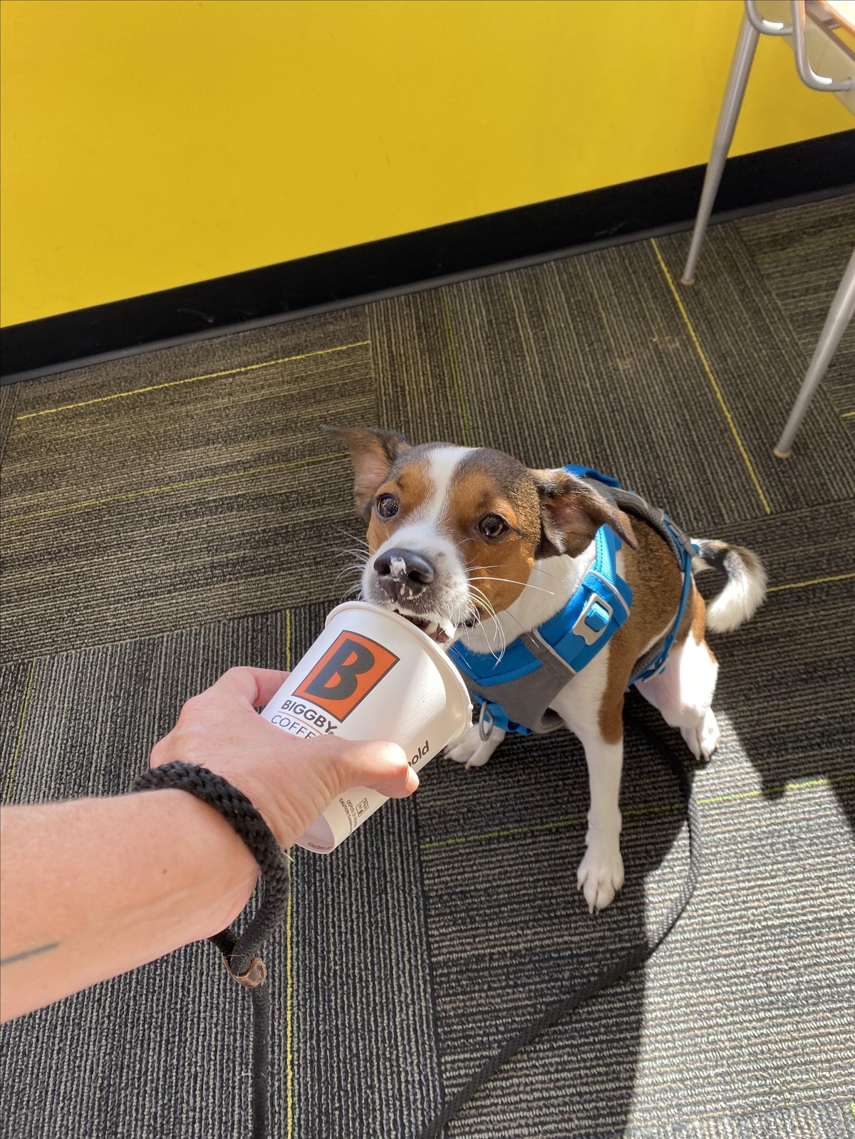 A dog enjoys a Pup Cup at pet-friendly Biggby Coffee in Ann Arbor, MI.