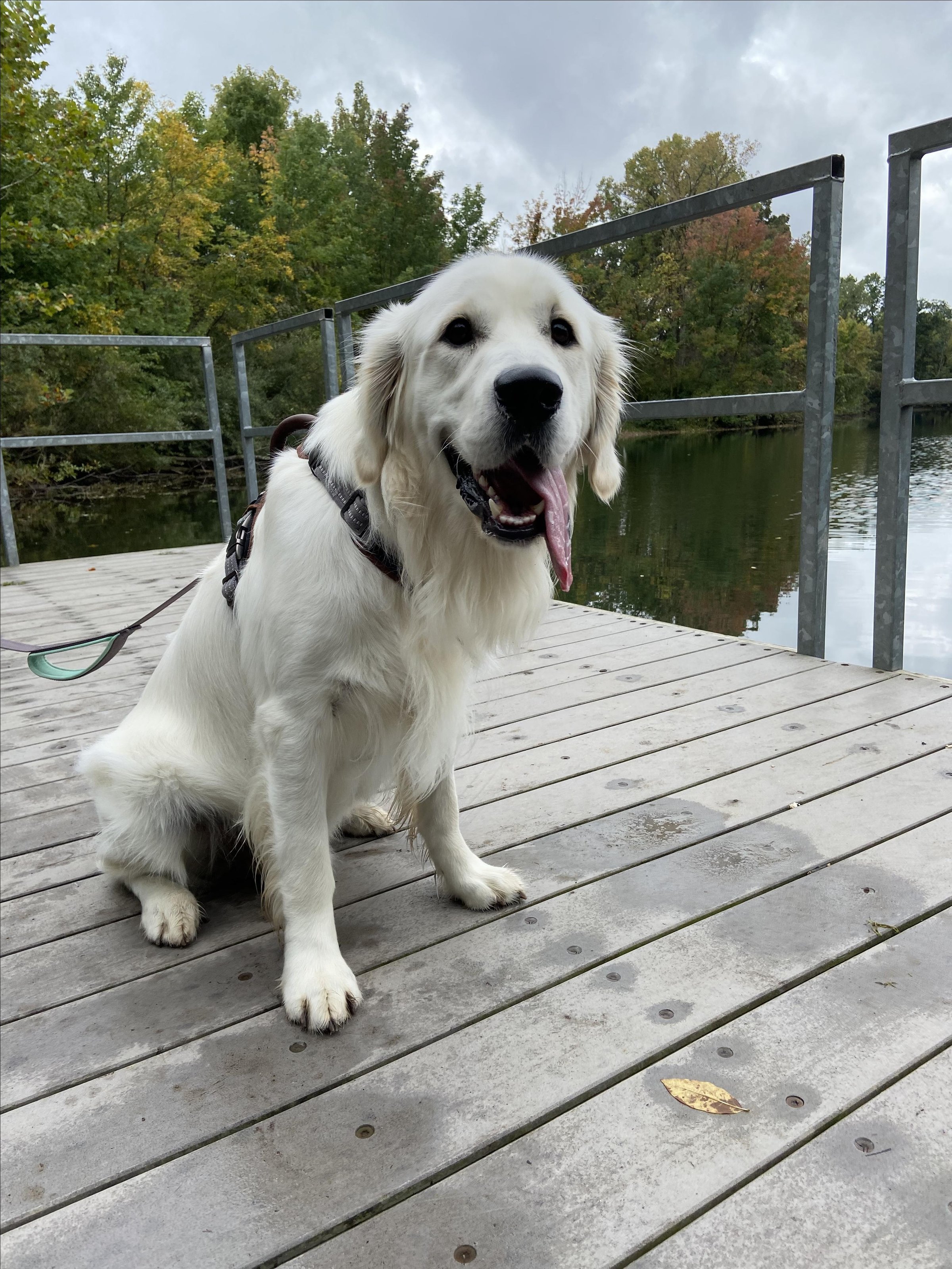 Pet Friendly Cheeney Creek Natural Area