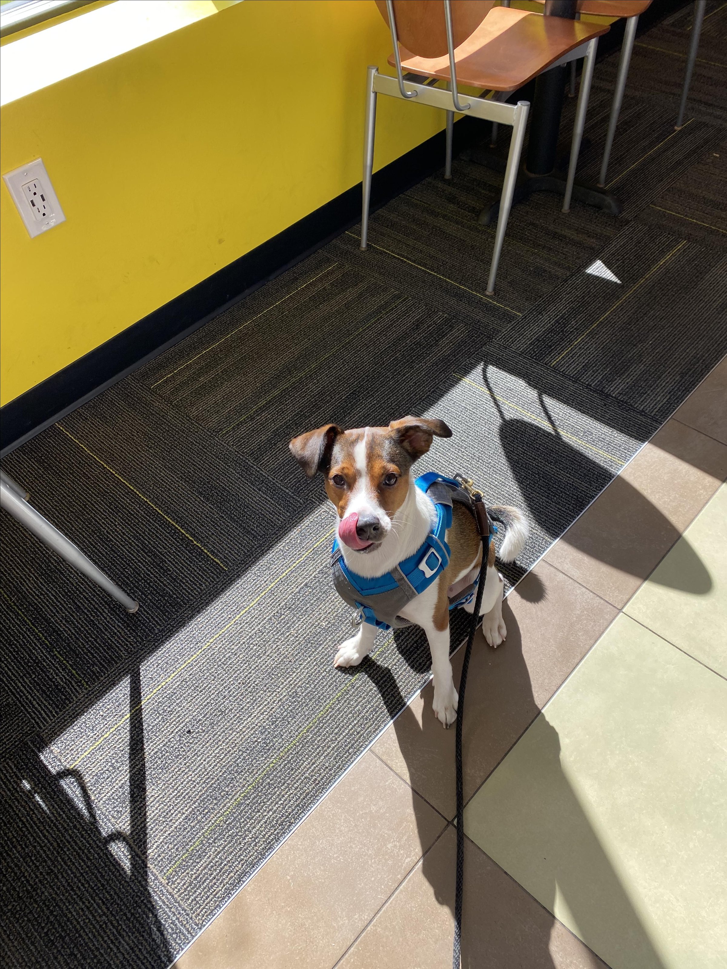 Pet Friendly Biggby Coffee