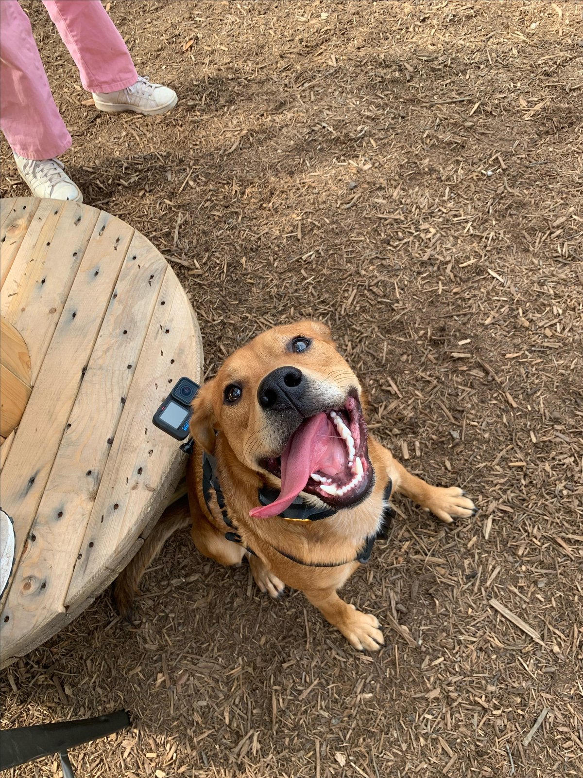 A dog is pictured at The Dapper Dog Bark Bar, a pet-friendly bar and park in Mauldin, SC.