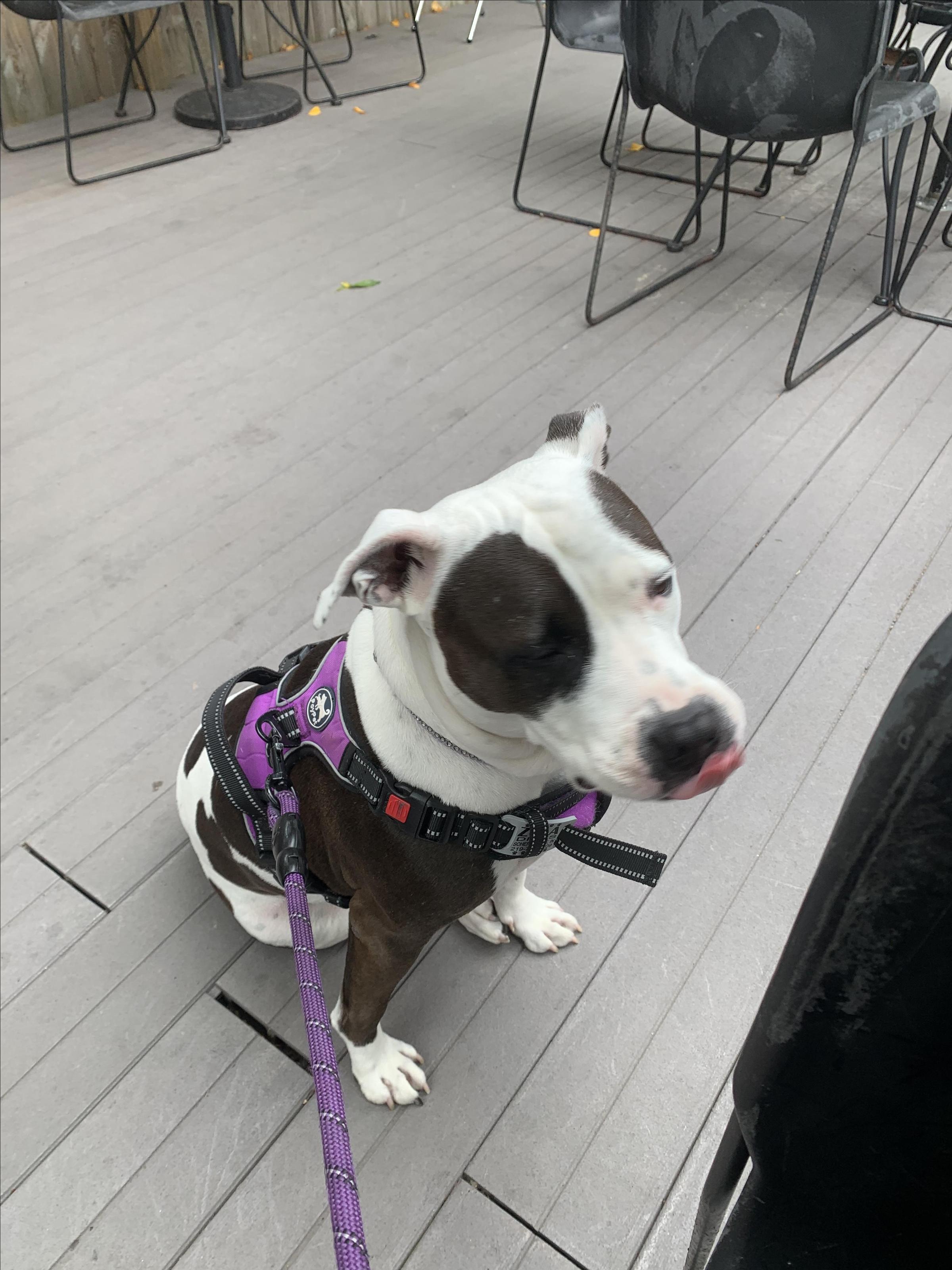 Pet Friendly Jackie's Cafe
