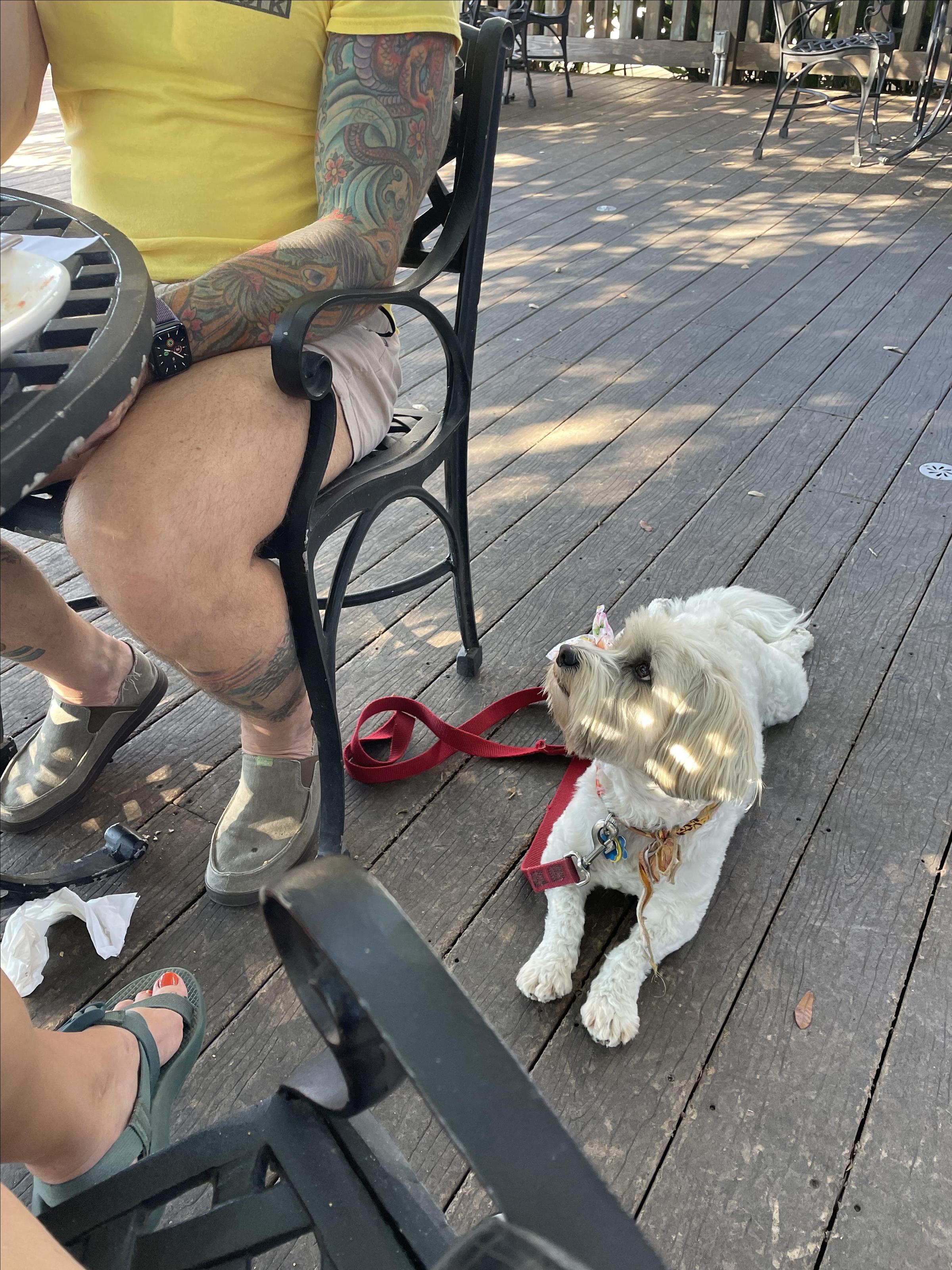 Pet Friendly The Francis Southern Table & Bar