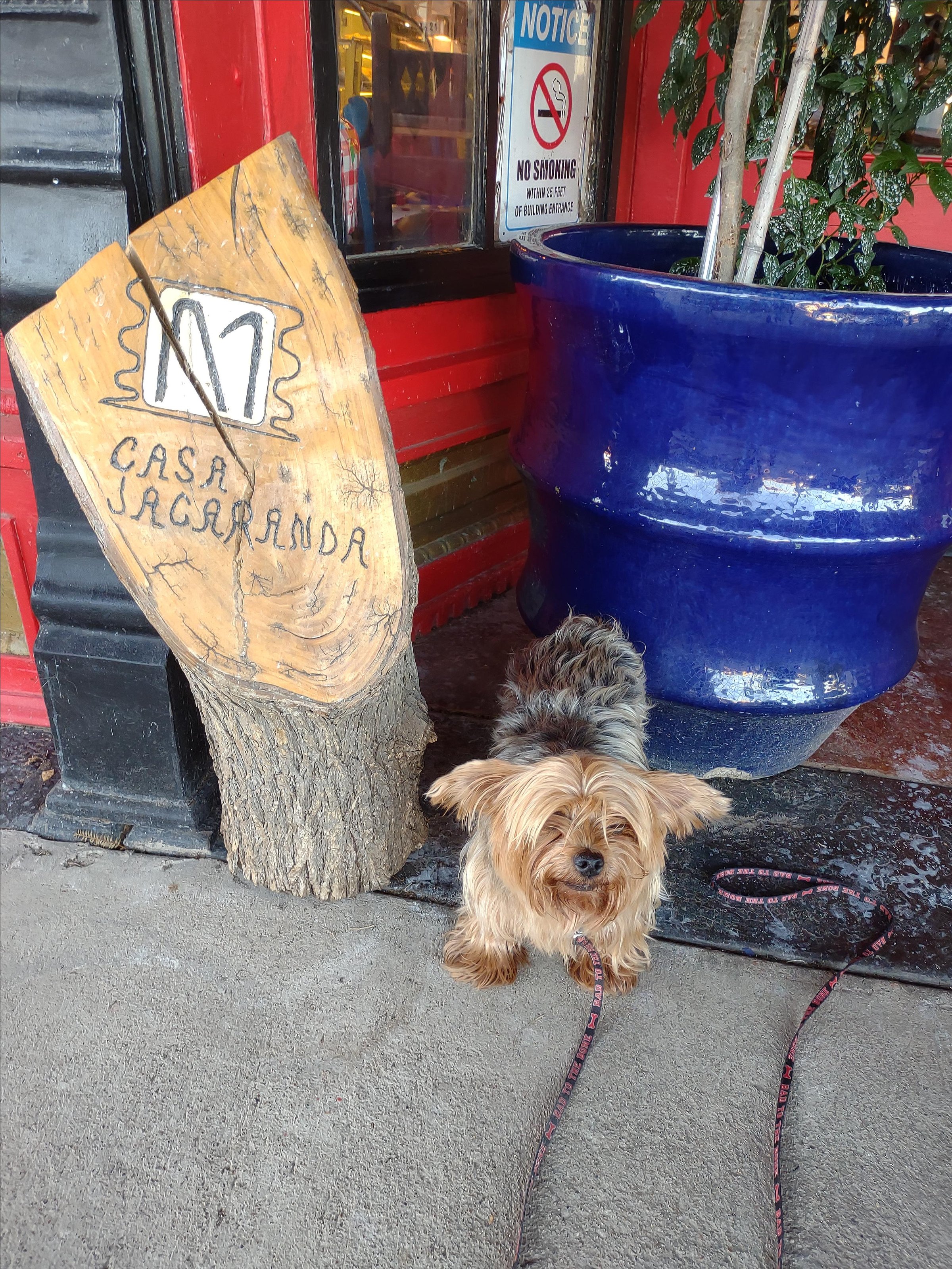 Pet Friendly Casa Jacaranda