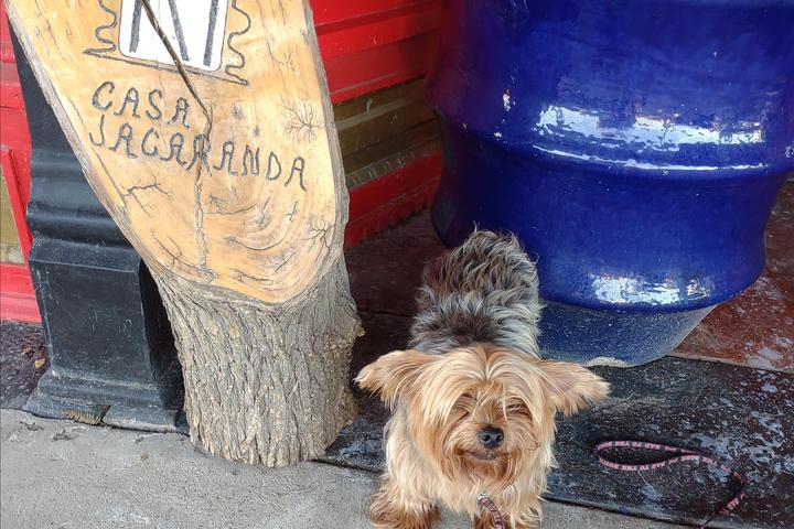 Pet Friendly Casa Jacaranda