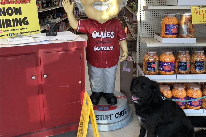 Pet Friendly Ollie's Bargain Outlet