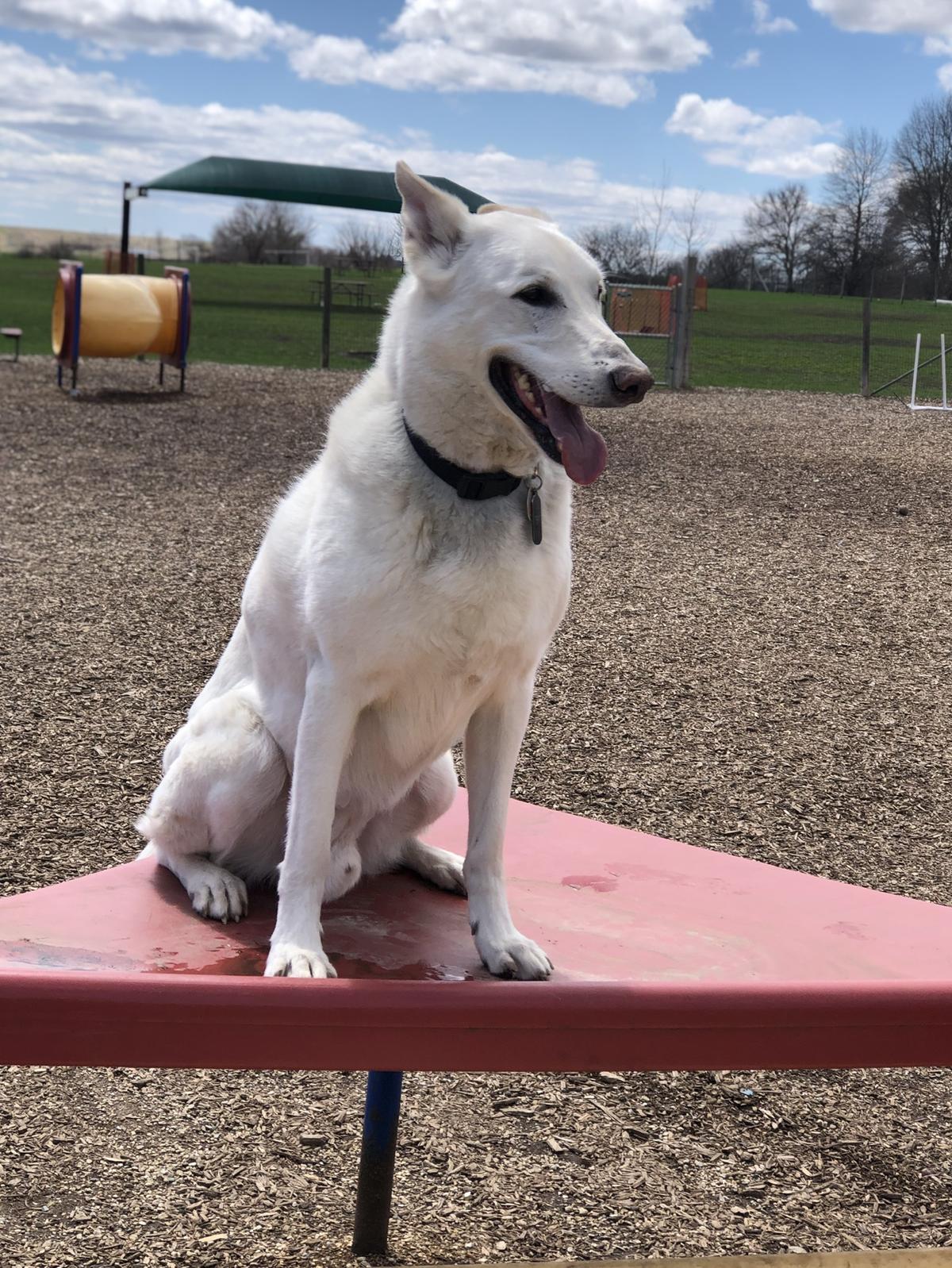 James O. Breen Community Dog Park