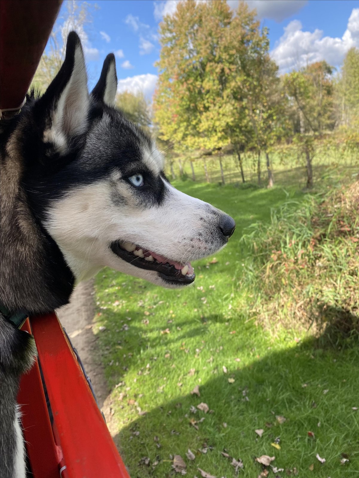 Pictured is a husky visiting Peacock Road Family Farm in Laingsburg, MI, a pet-friendly seasonal attraction. Photo by Peacock Road Family Farm.