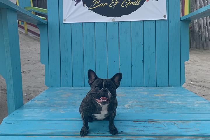 Pet Friendly Beach Front Deck Bar & Grill