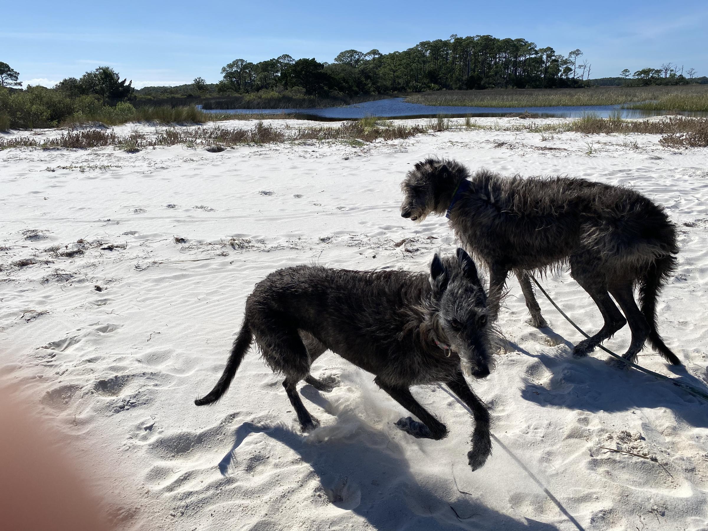 Pet Friendly Mashes Sands Boat Ramp