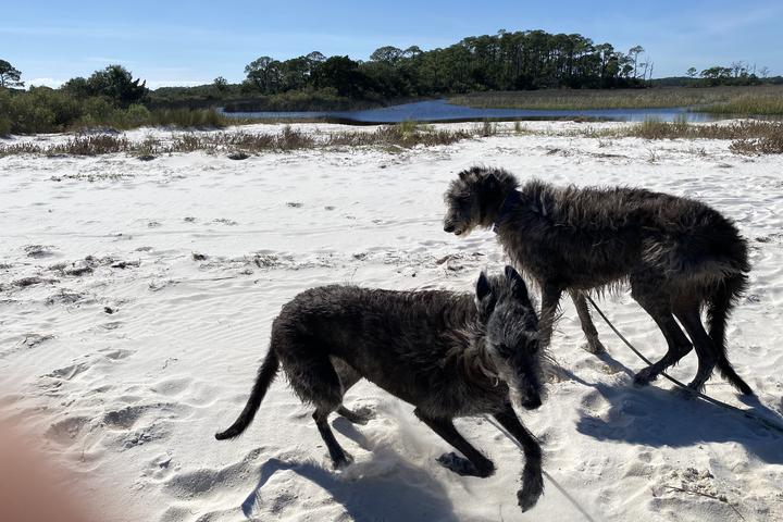 Pet Friendly Mashes Sands Boat Ramp
