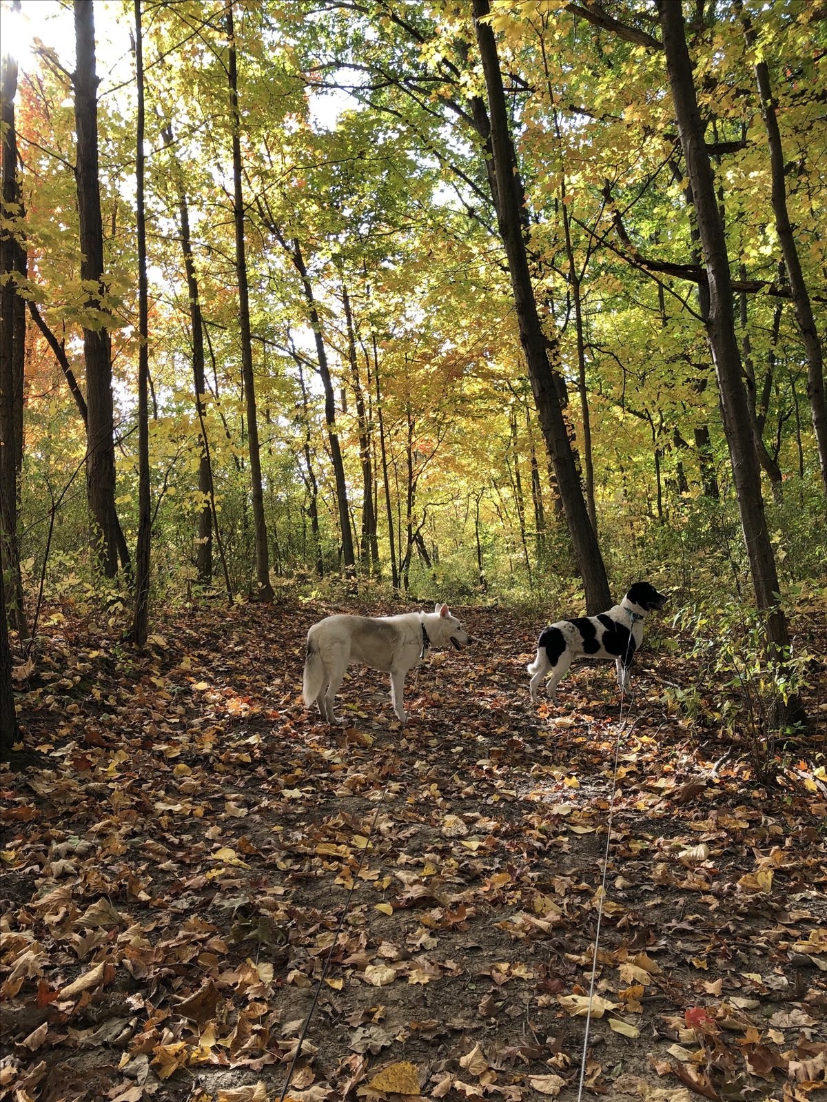 Dog-friendly Oakwoods Metropark, in New Boston, MI, has long scenic trails.