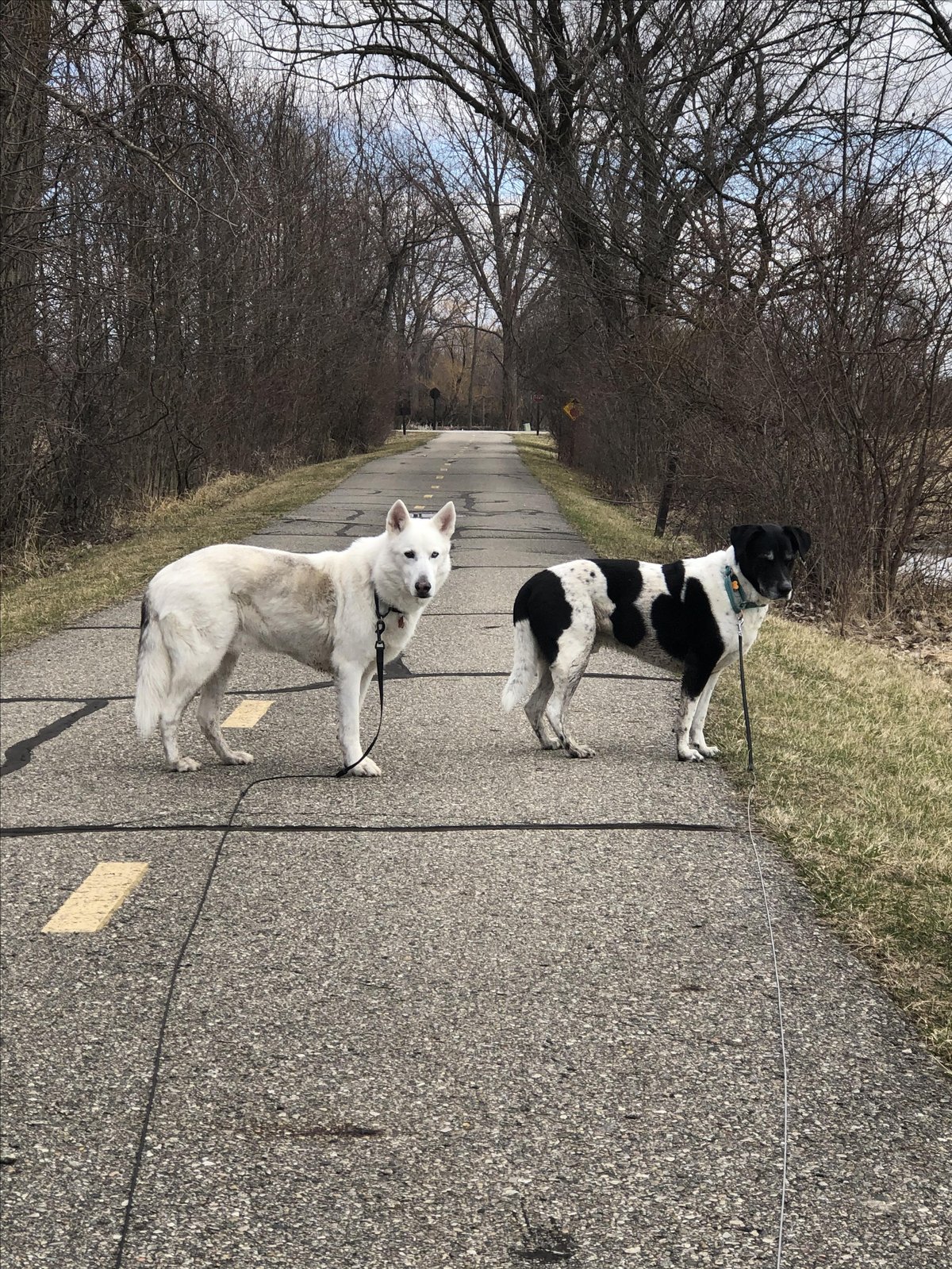 Two dogs pose for a photo at pet-friendly Lake Erie Metropark in Brownstown Township, MI.