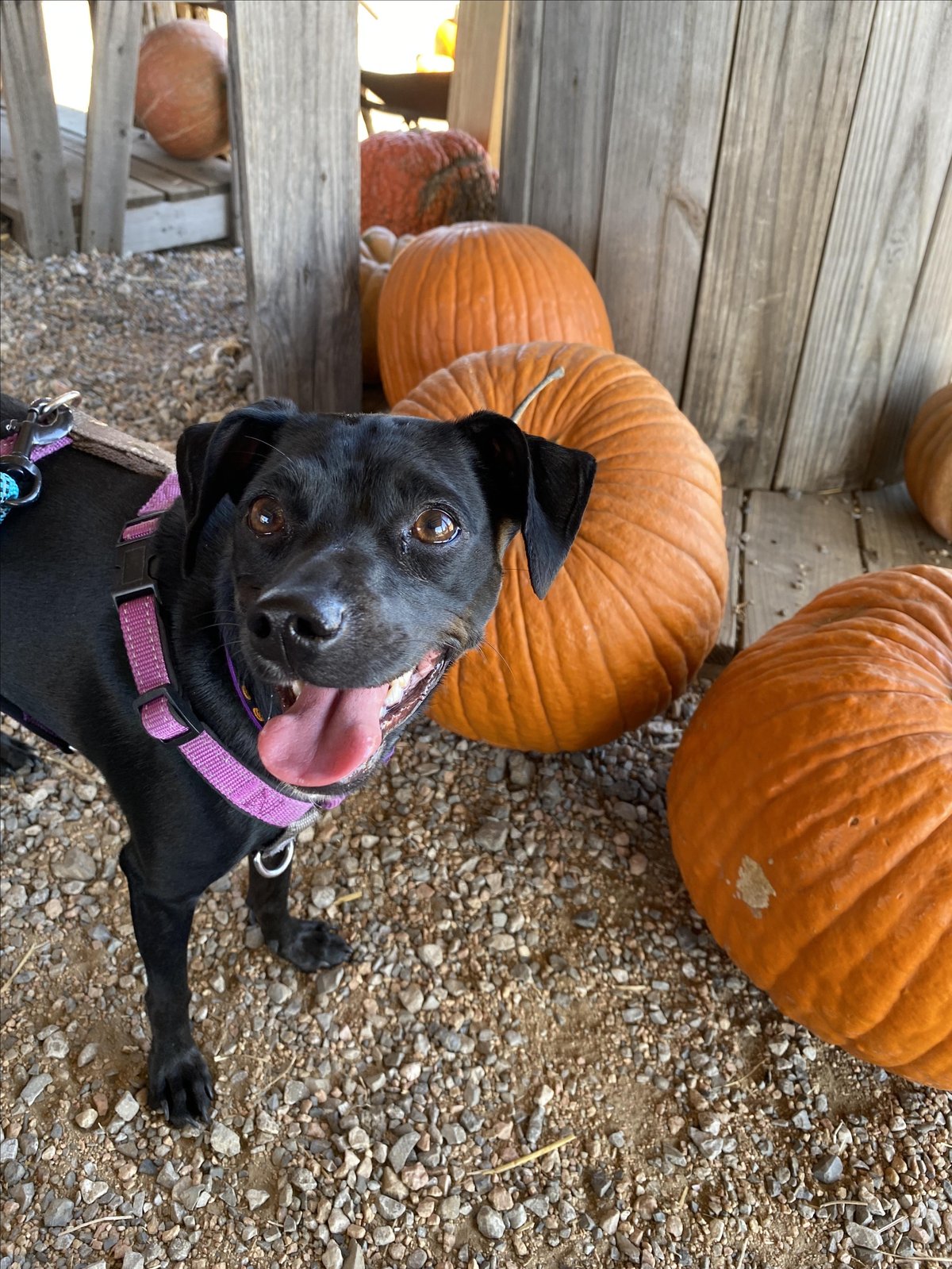 Image of a dog and pumpkin at Preston Trail Farms, a dog-friendly family attraction in Gunter, TX. Photo by @prestontrailfarms.