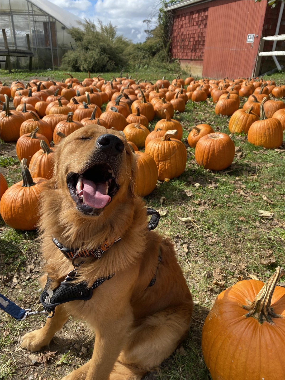 Photo of a dog smiling beside pumpkins at pet-friendly Garden of Eve Organic Farm & Market in Riverhead, NY