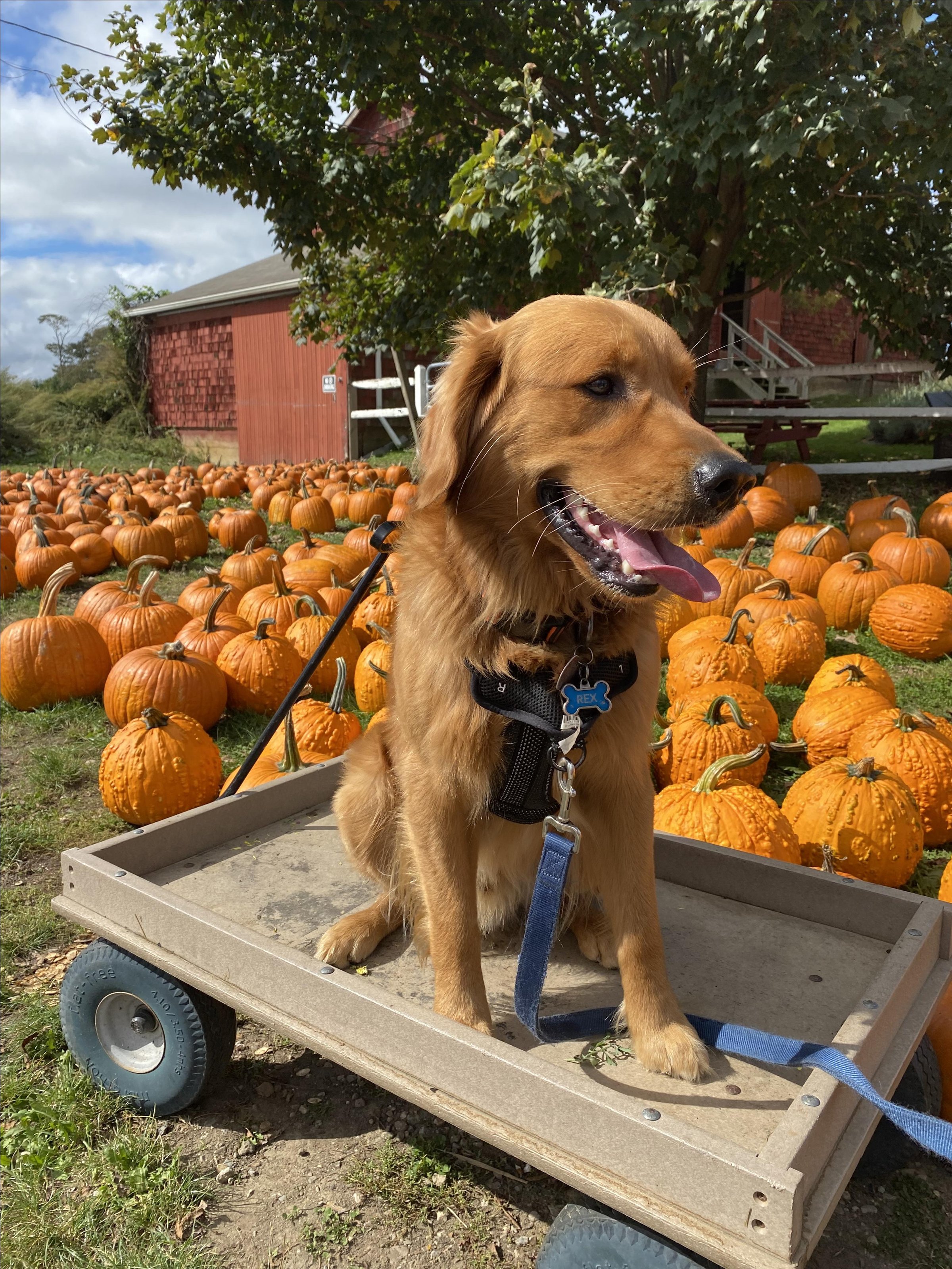 Pet Friendly Garden of Eve Organic Farm & Market