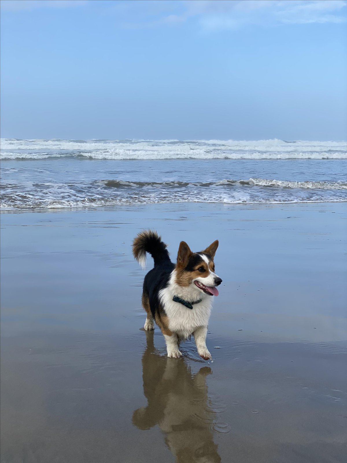 A dog poses for a photo on pet-friendly South Beach in Newport, OR.