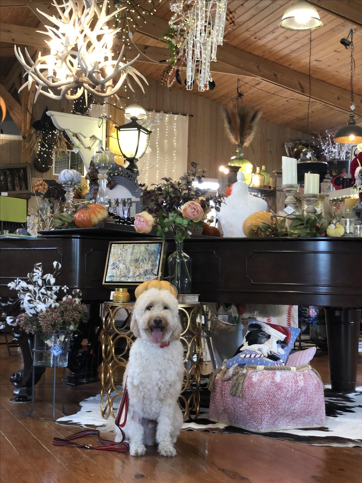 A dog poses next to home décor items at dog-friendly 21Main in Salado, TX.